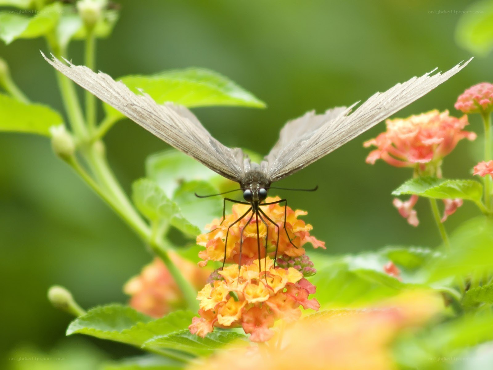 Butterfly on a flower