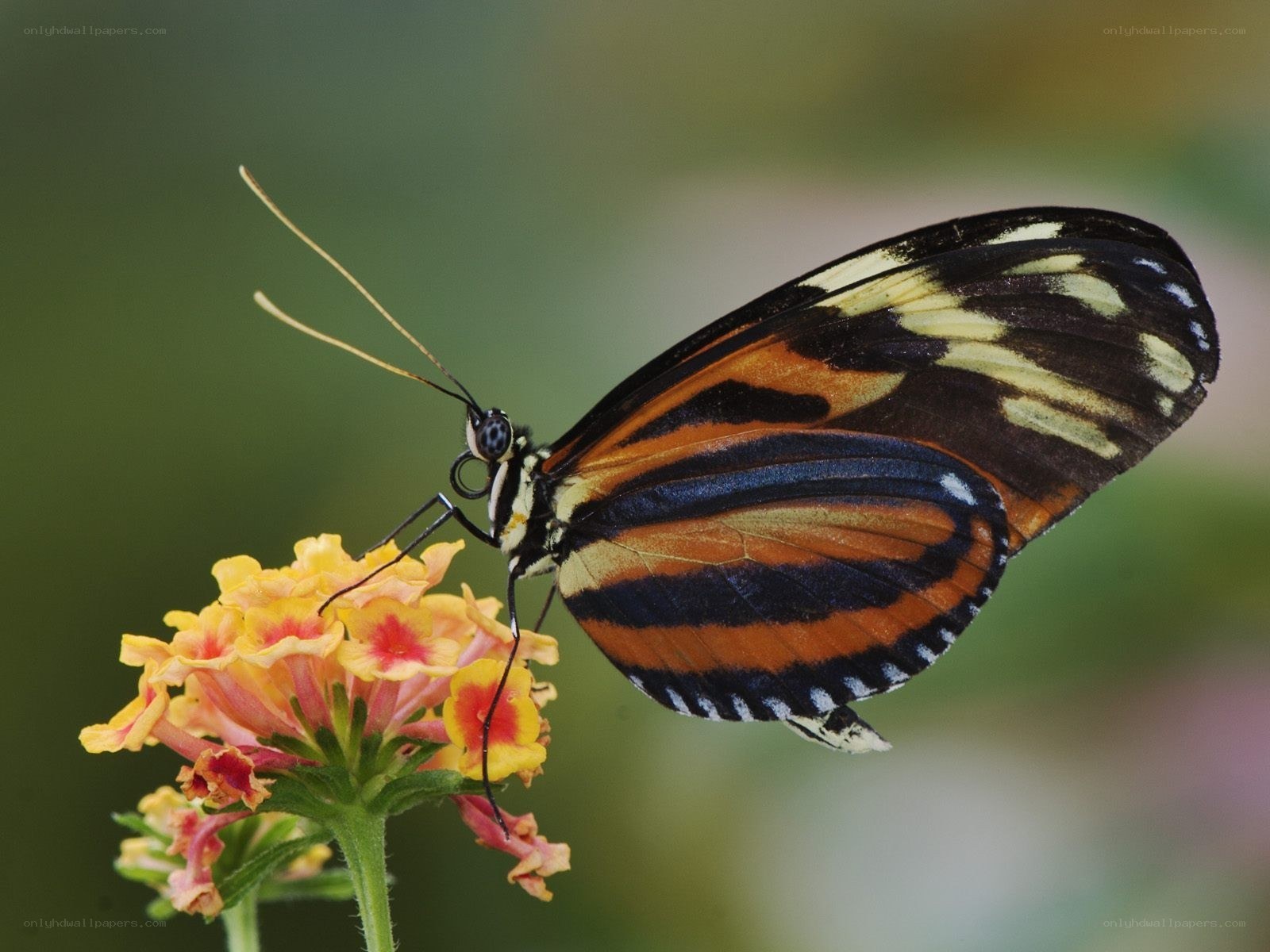 butterfly on a flower