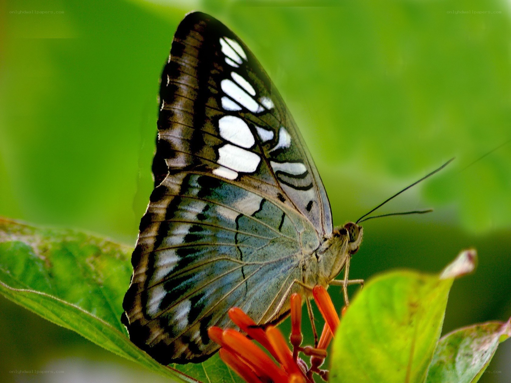 butterfly on a flower
