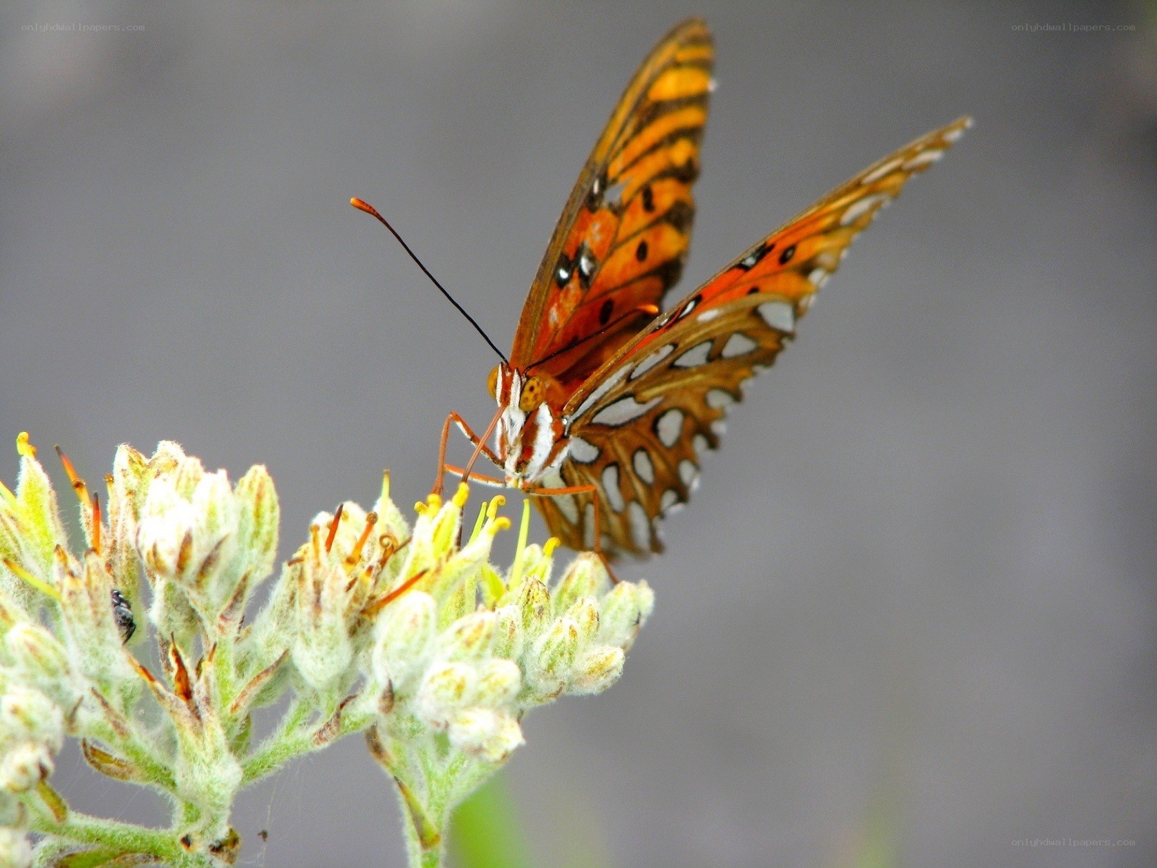 butterfly on a flower