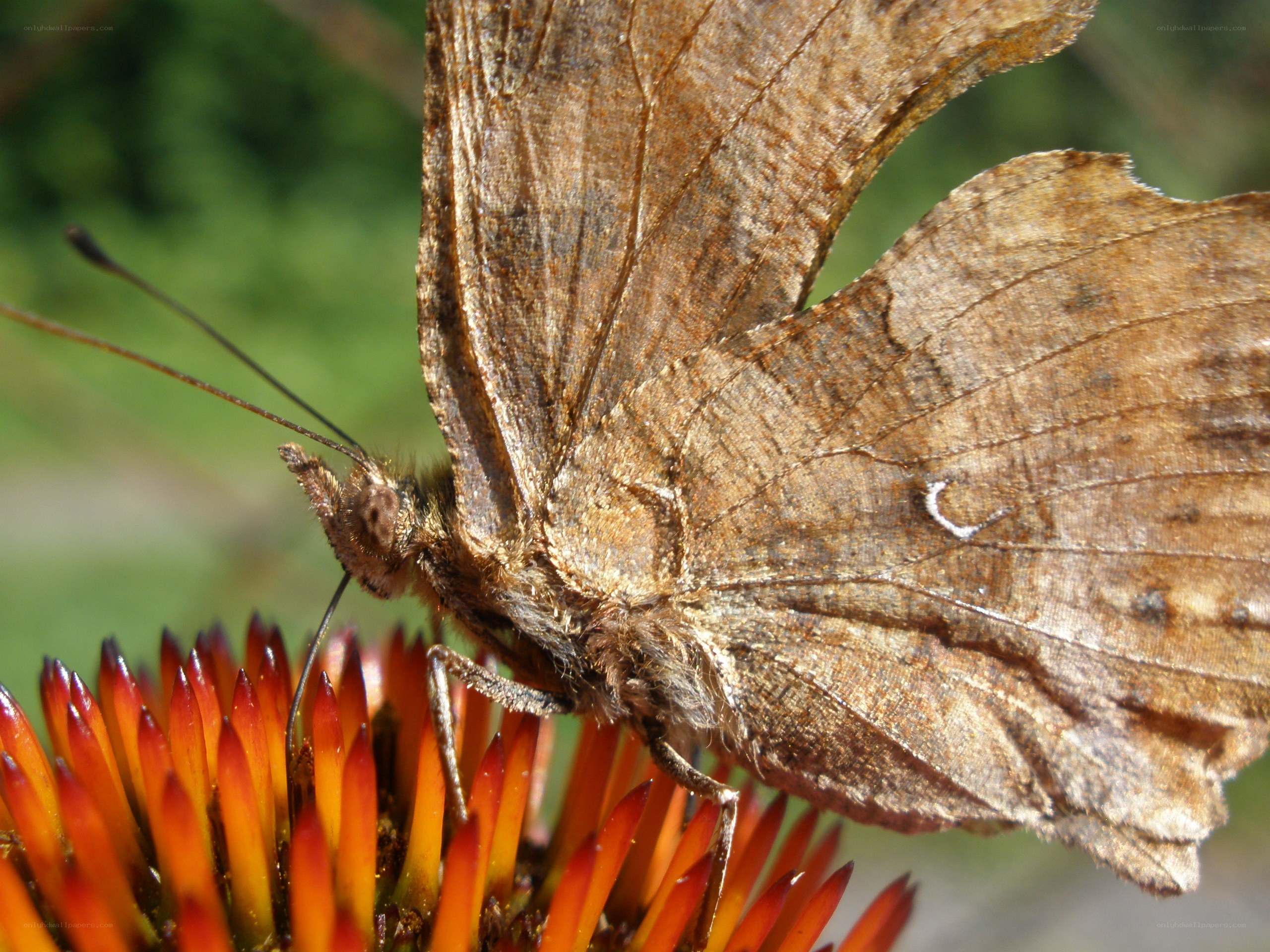 butterfly on a flower