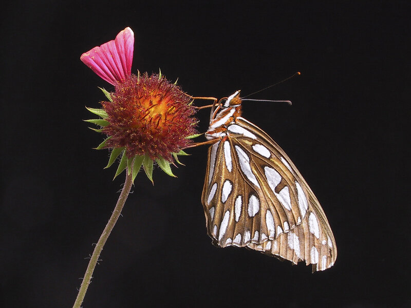 butterfly on a flower
