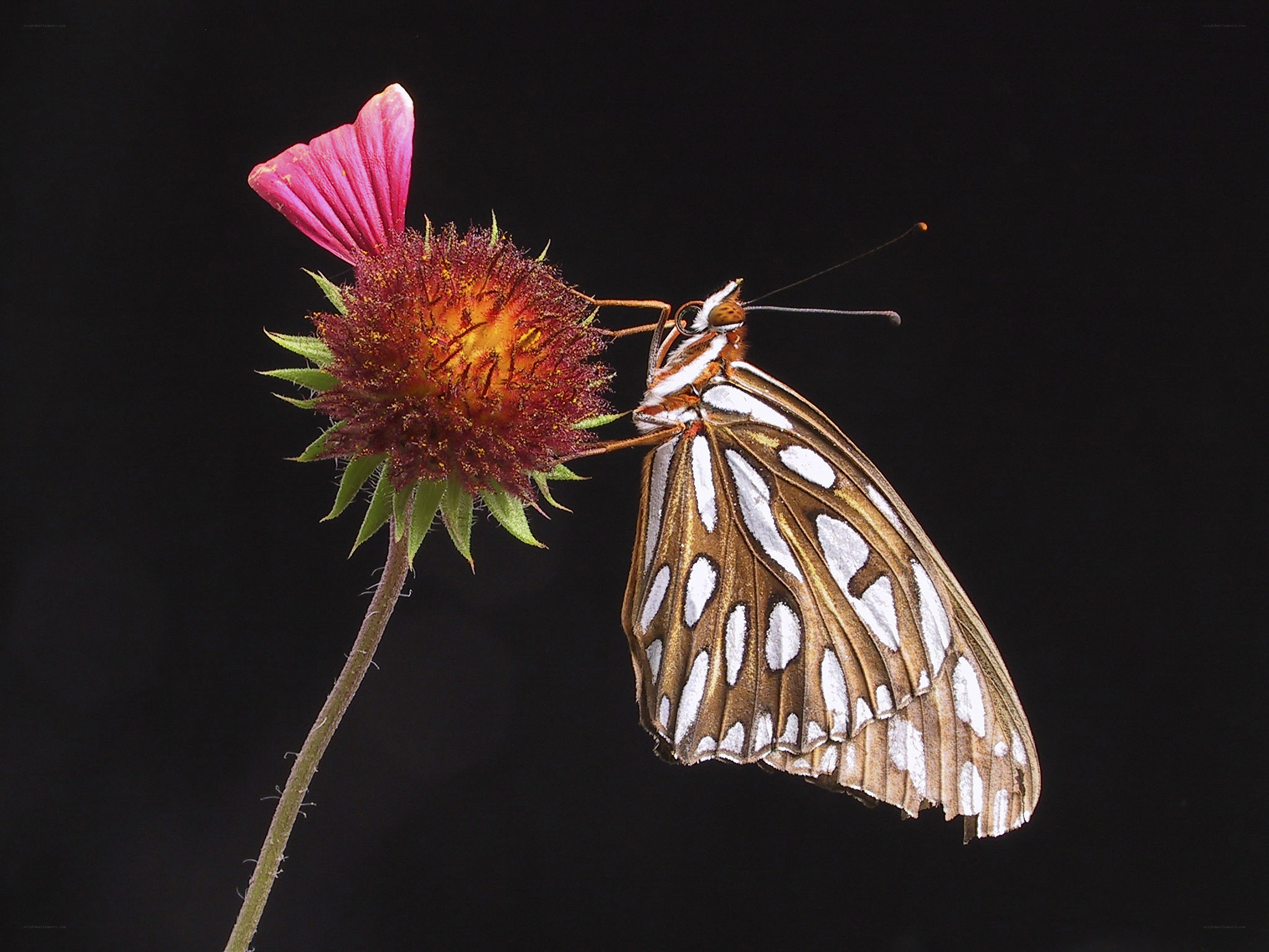 butterfly on a flower