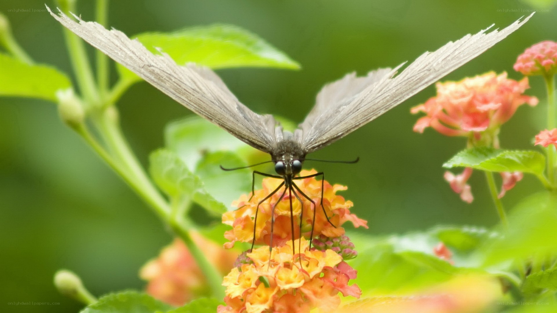 Butterfly on a flower