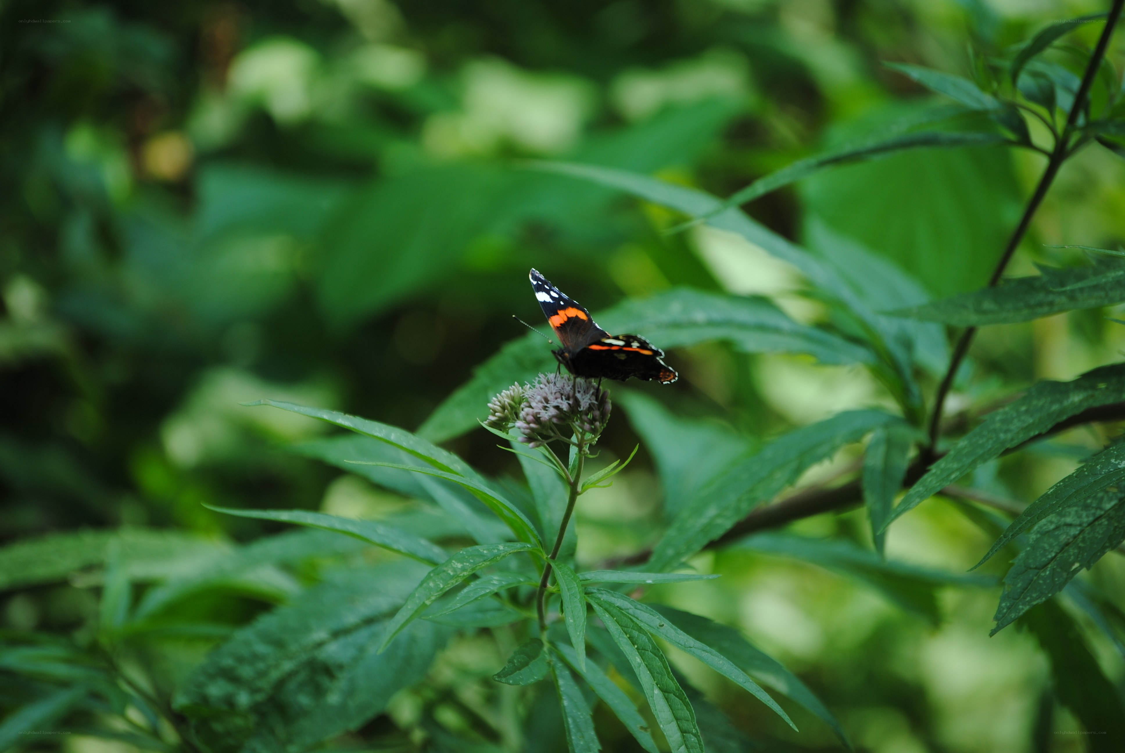butterfly on a flower