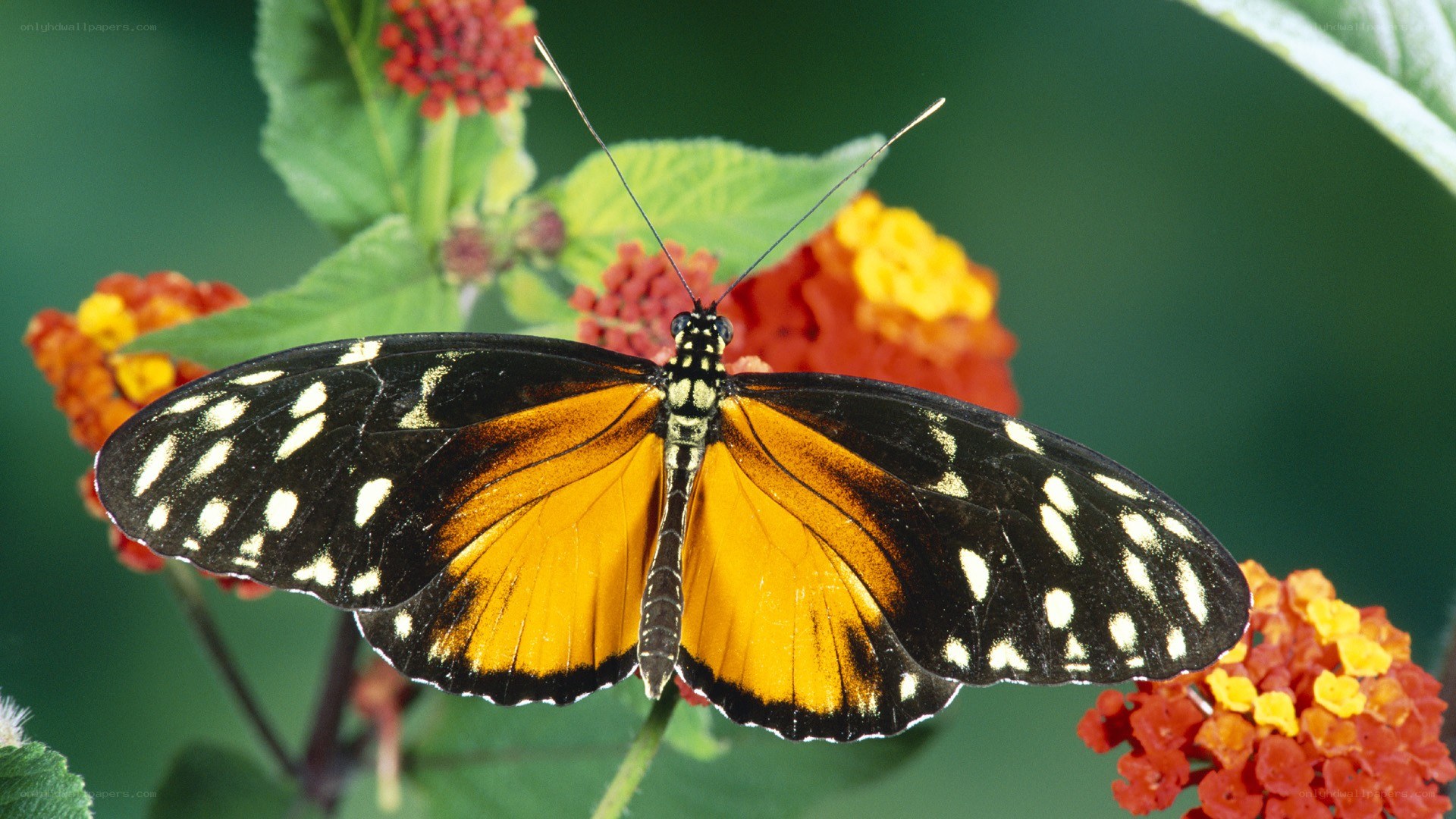 butterfly on a flower