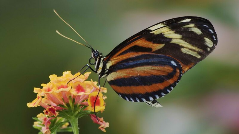 butterfly on a flower