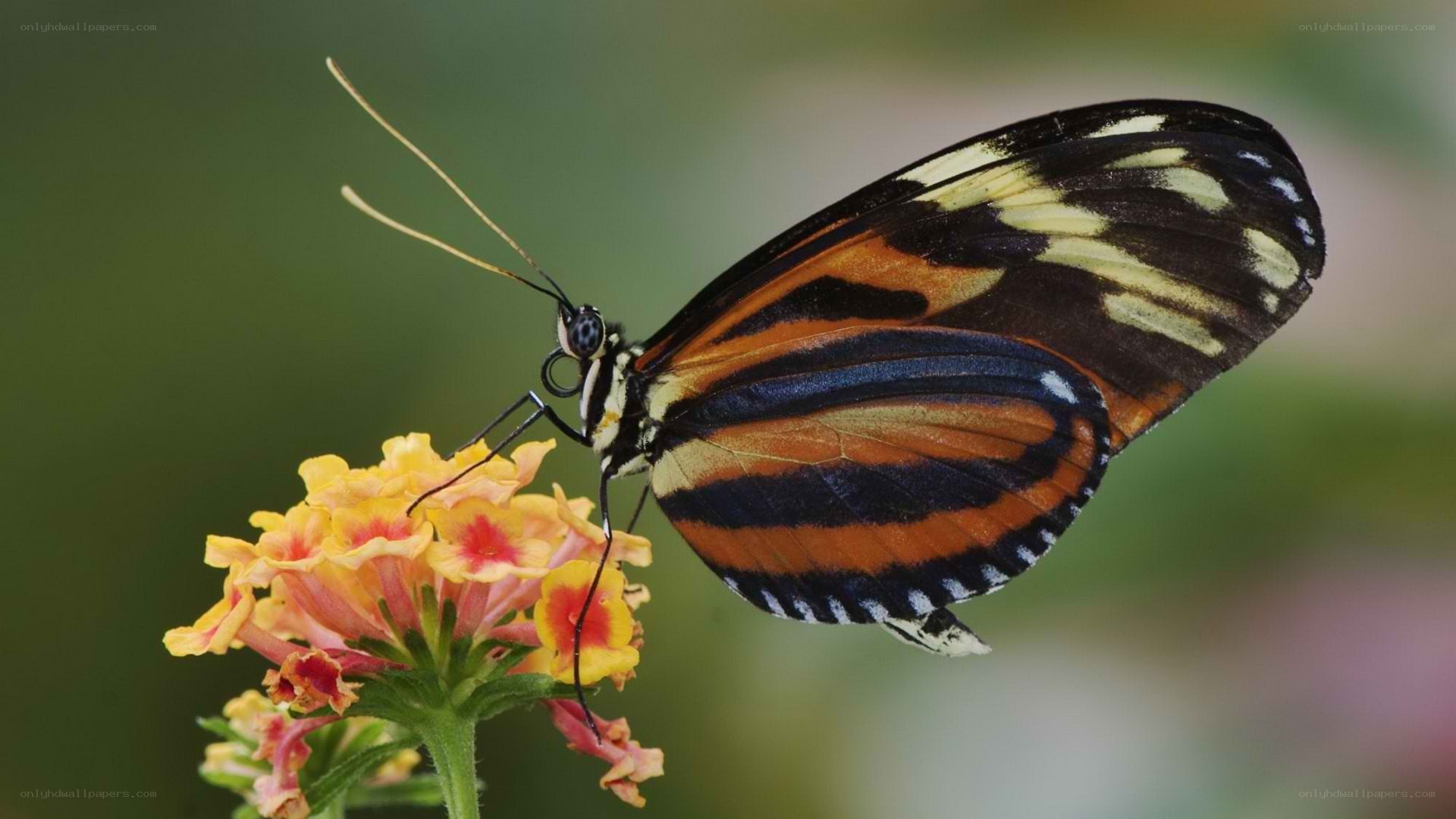 butterfly on a flower