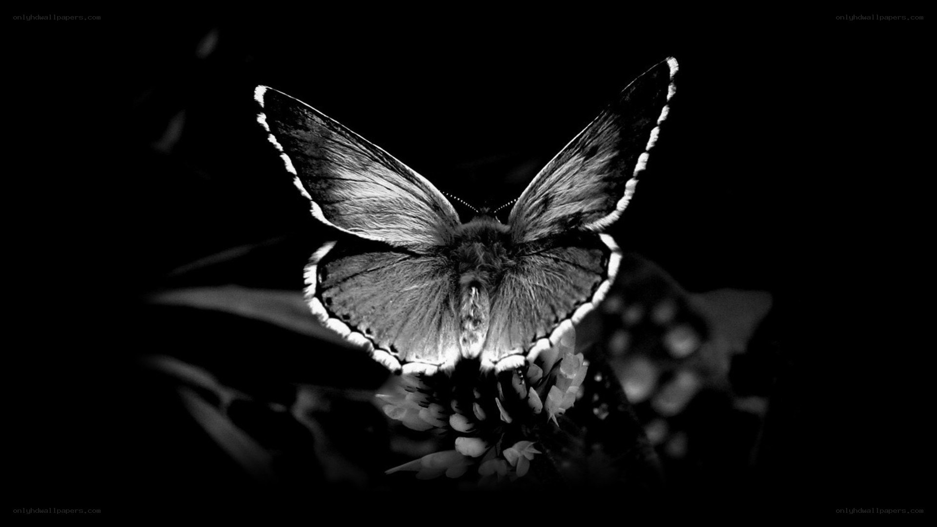 butterfly on a flower
