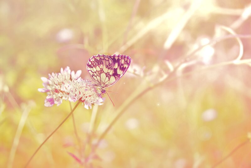Butterfly on a flower