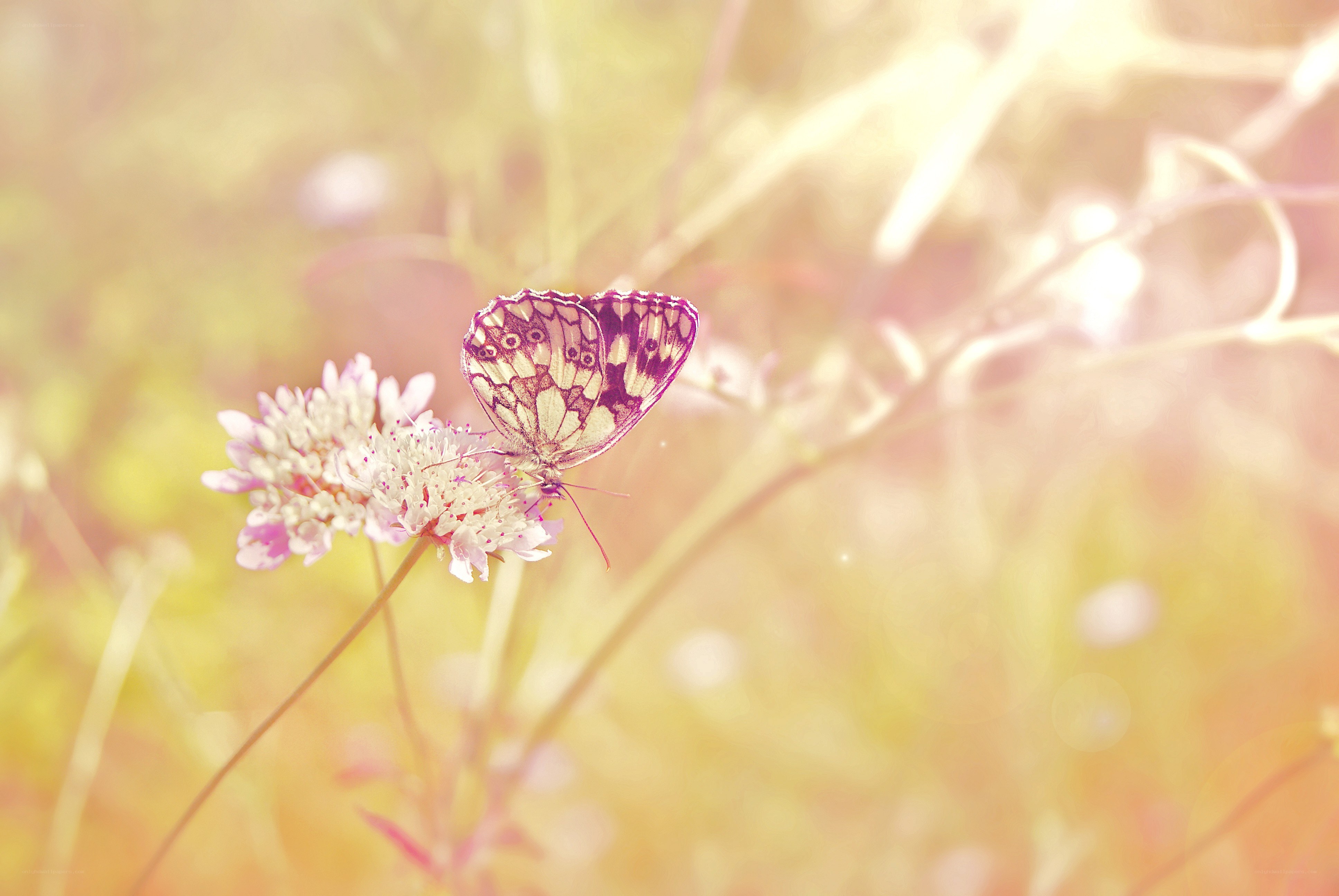 Butterfly on a flower