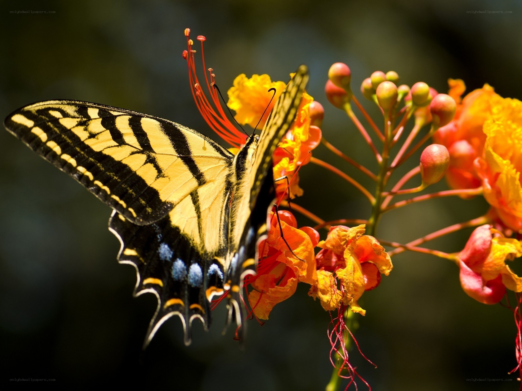 Butterfly on a flower