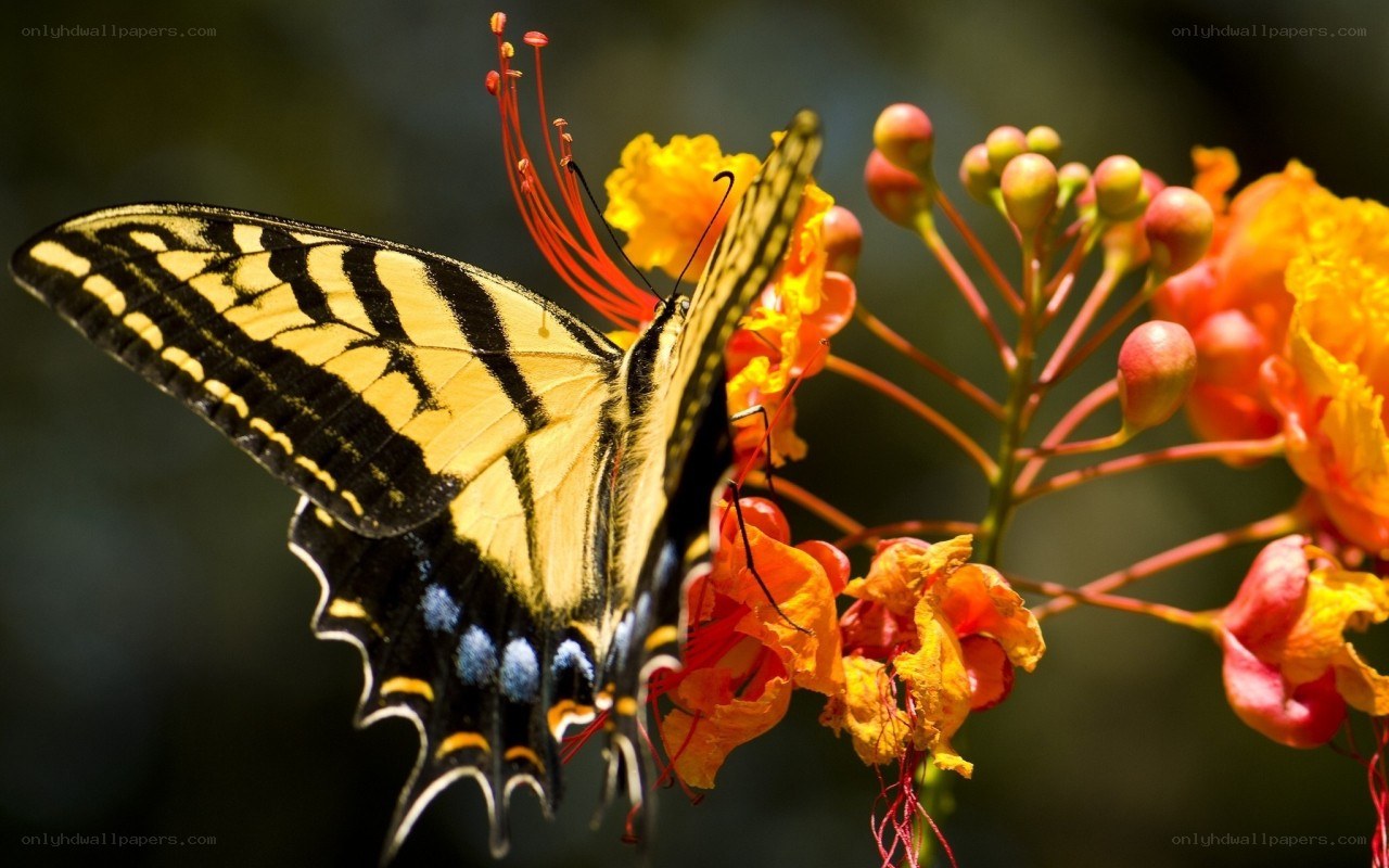 Butterfly on a flower