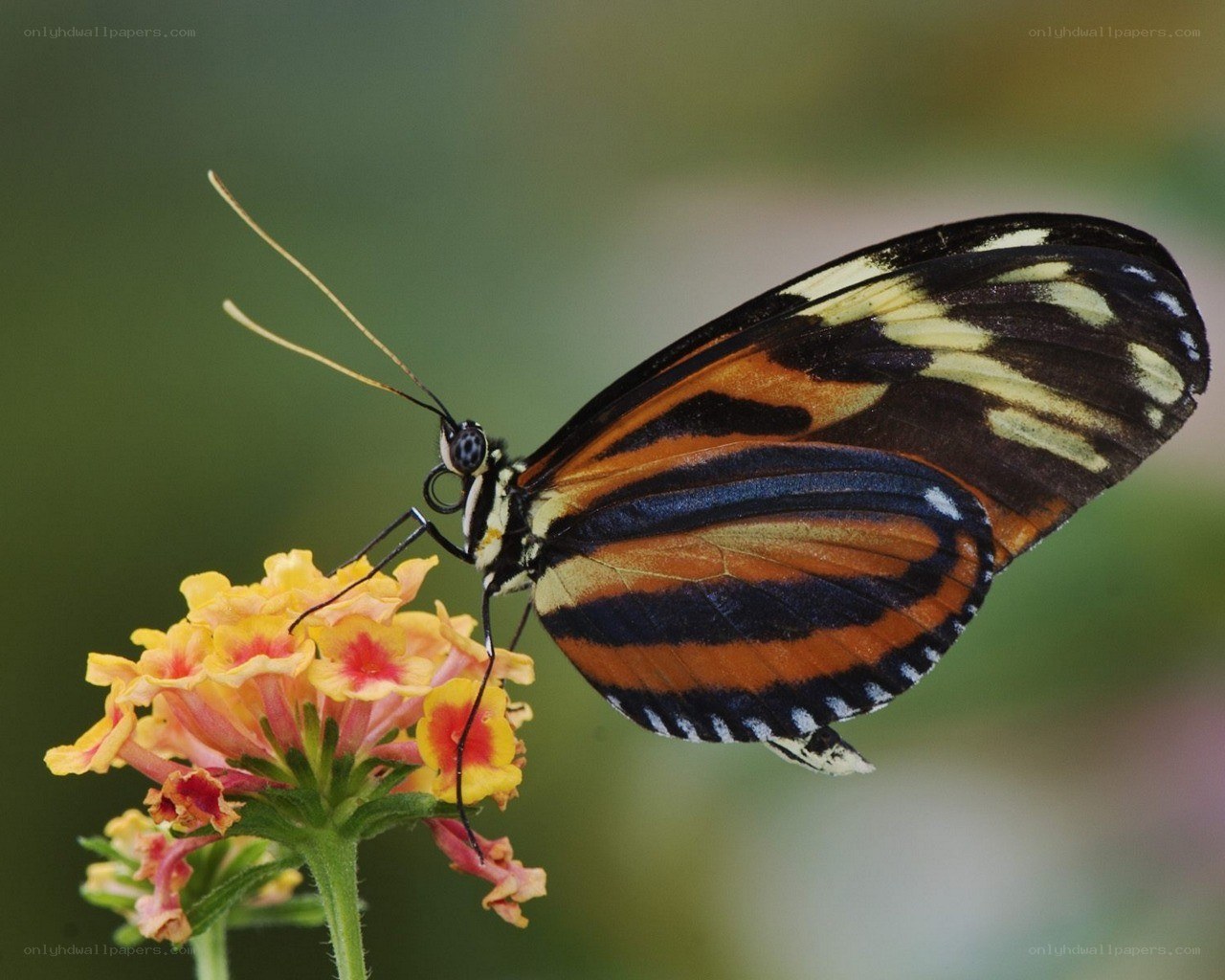butterfly on a flower