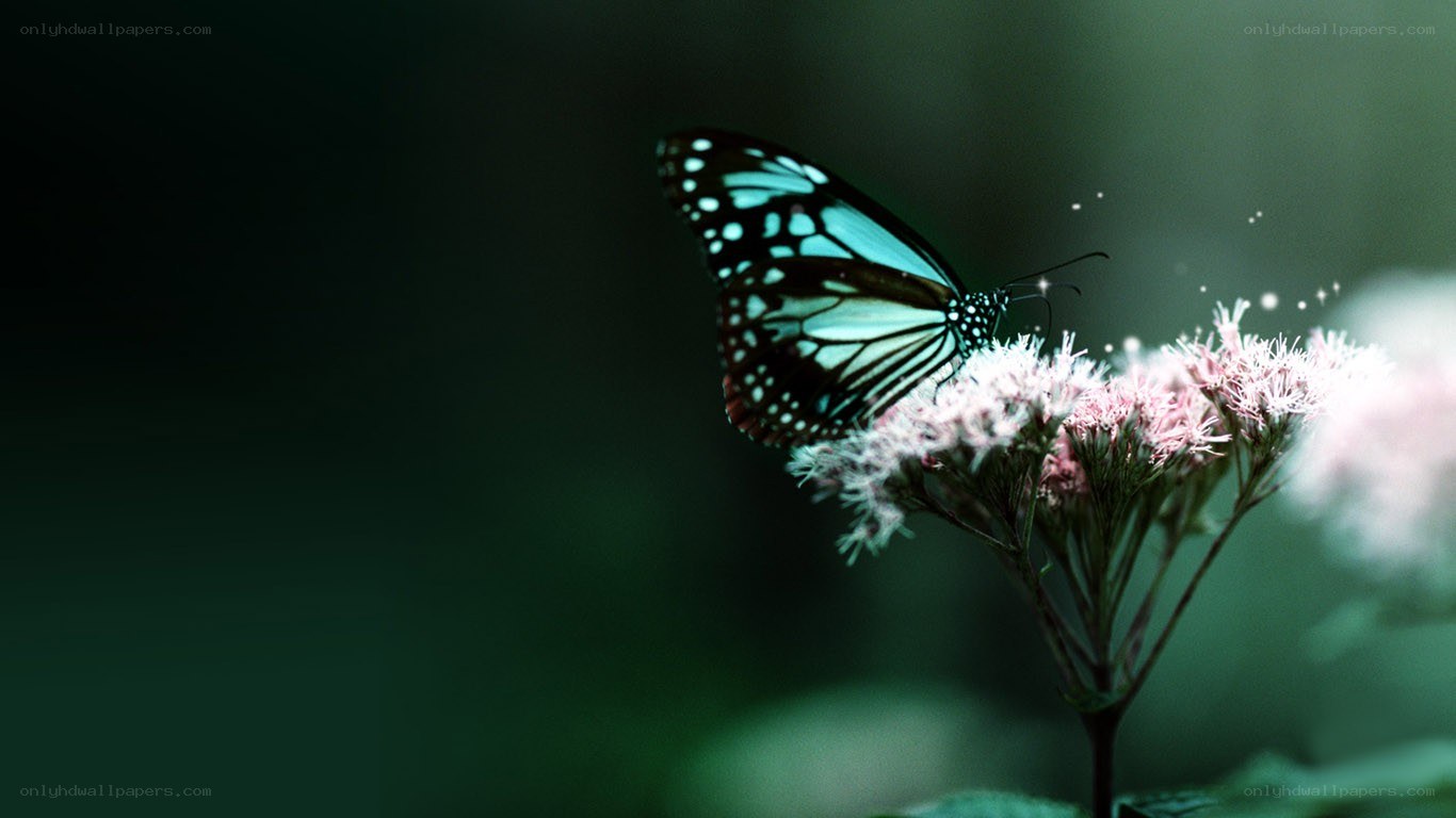 butterfly on a flower