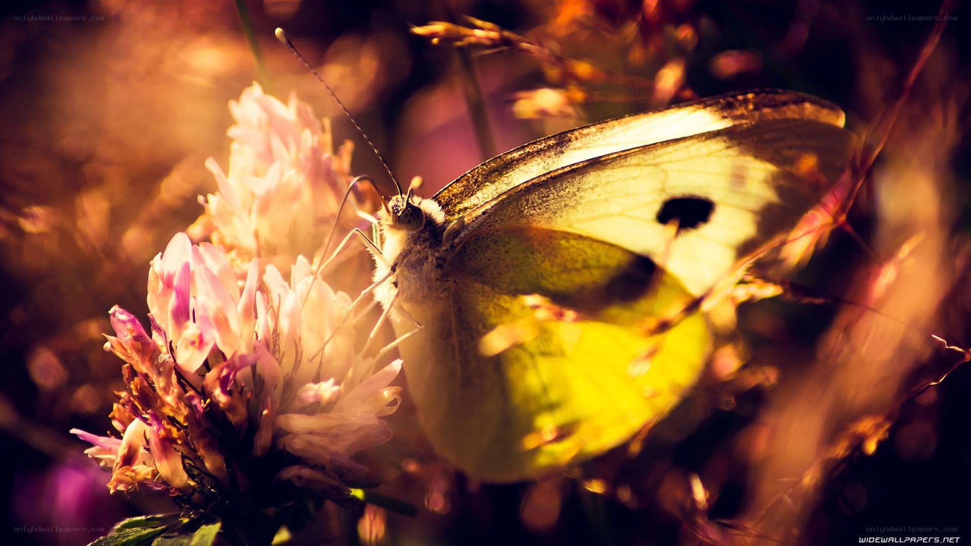butterfly on a flower