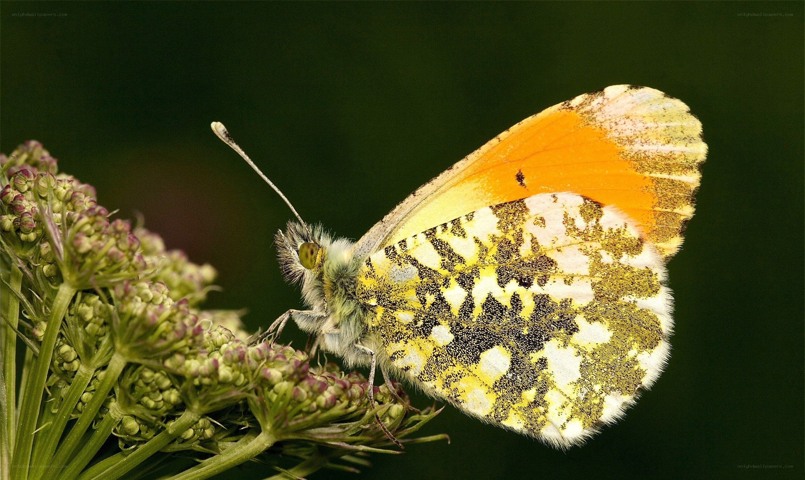 butterfly on a flower