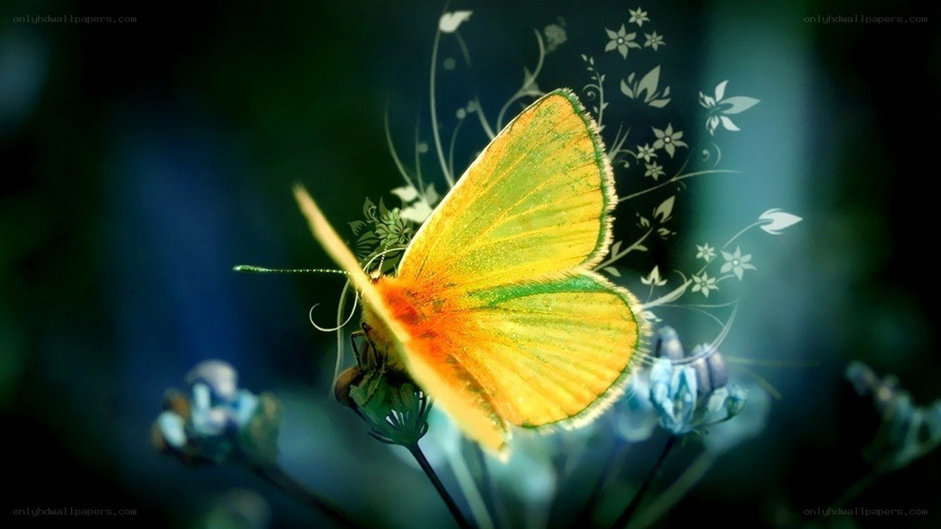 butterfly on a flower
