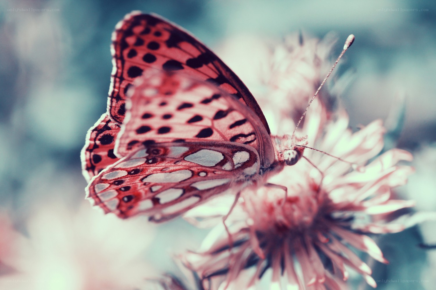 butterfly on a flower