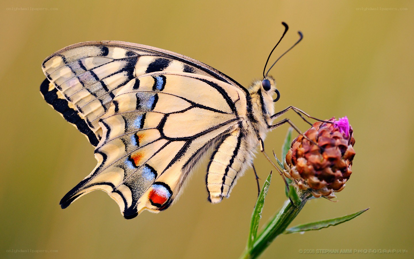 butterfly on a flower