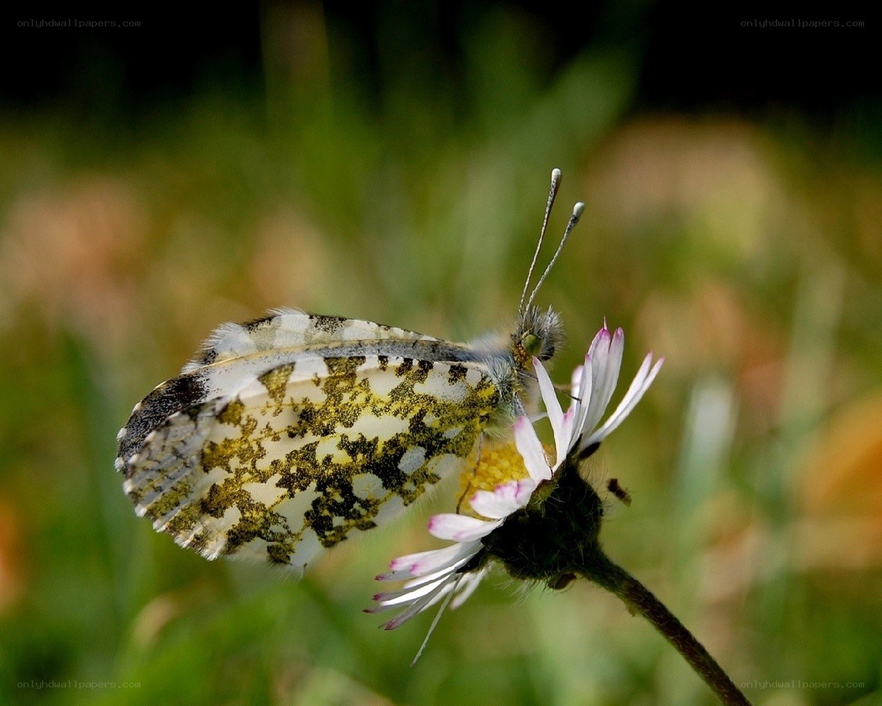Butterfly on a flower