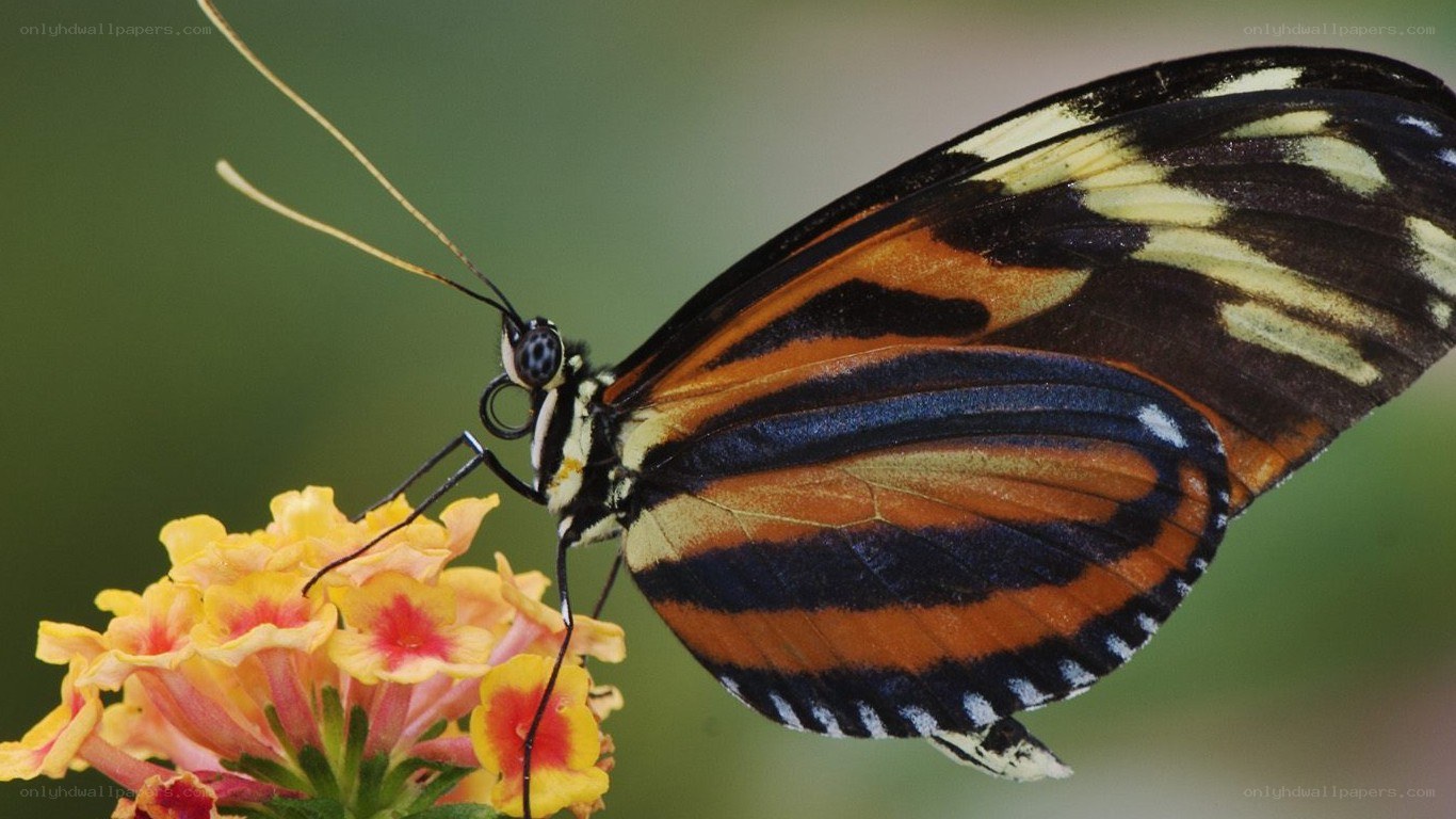 butterfly on a flower
