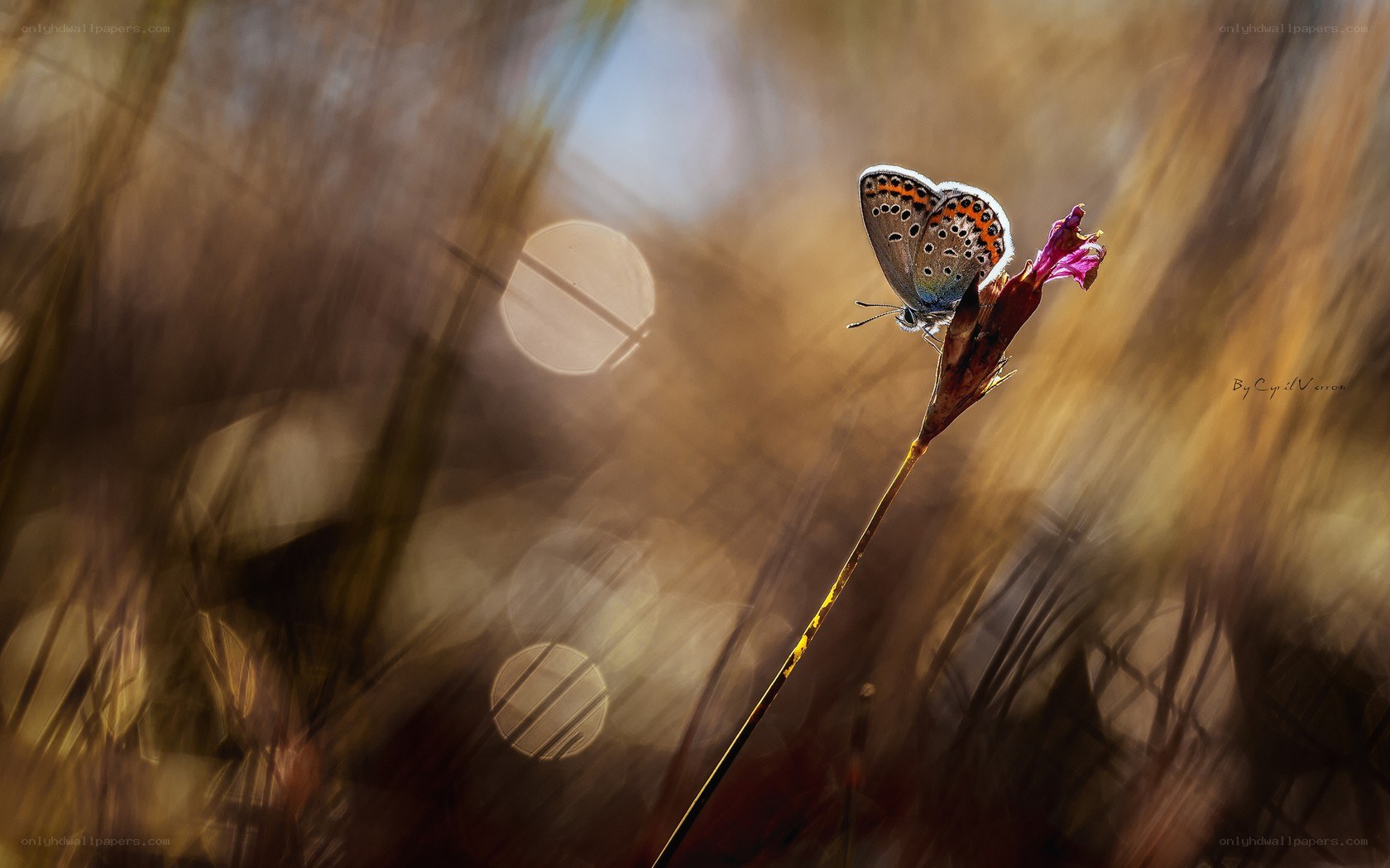 Butterfly on a flower