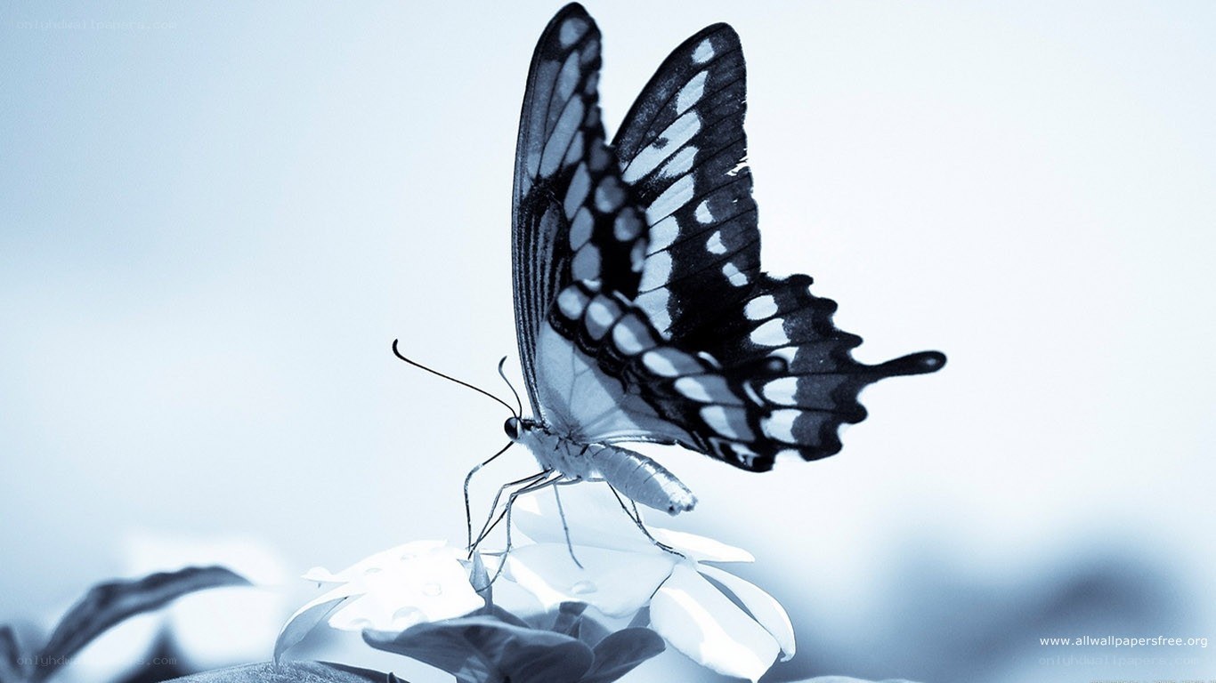 butterfly on a flower
