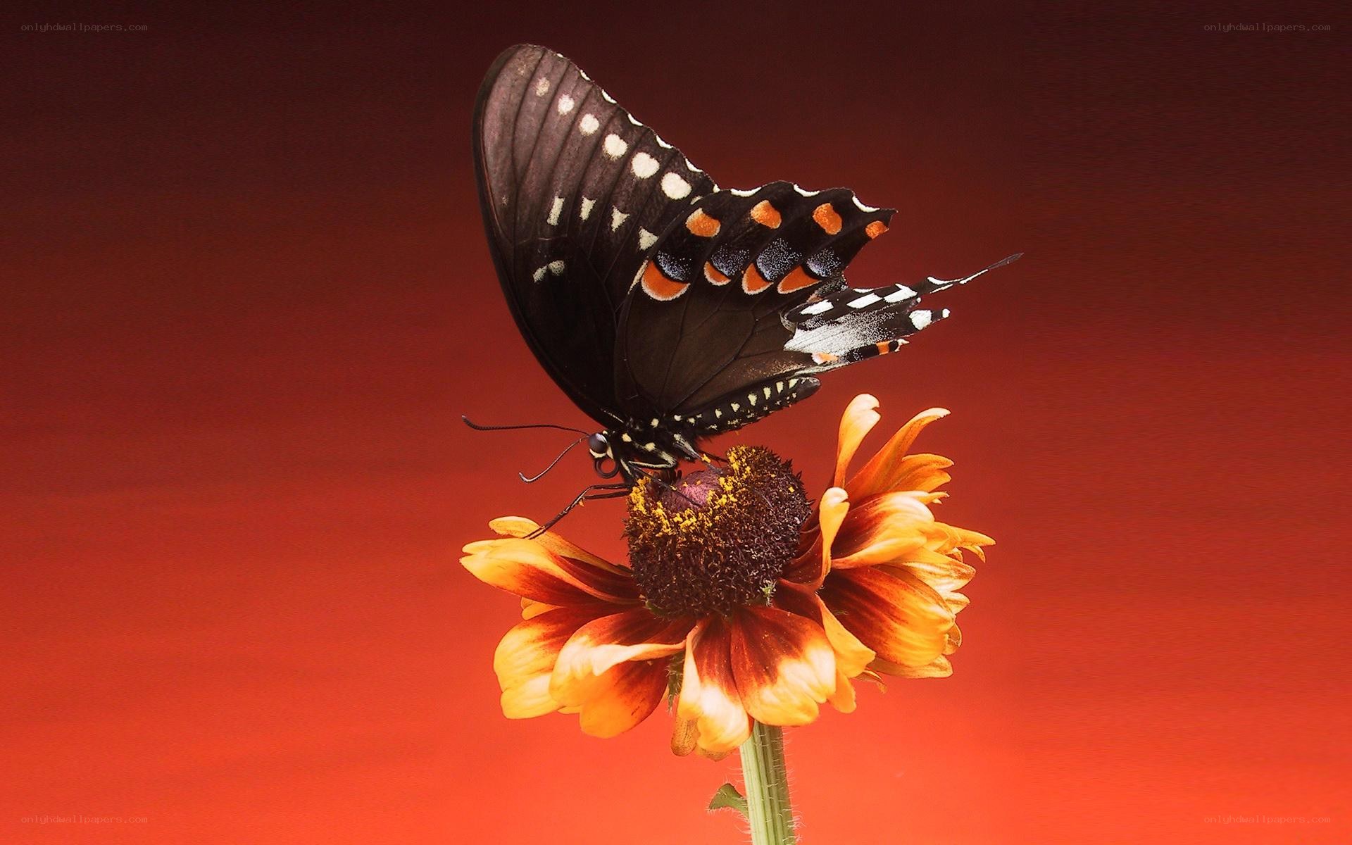 Butterfly on a flower