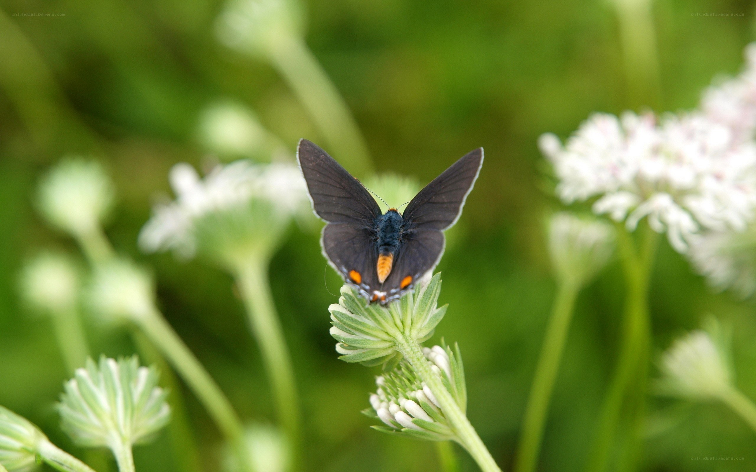 Butterfly on a flower