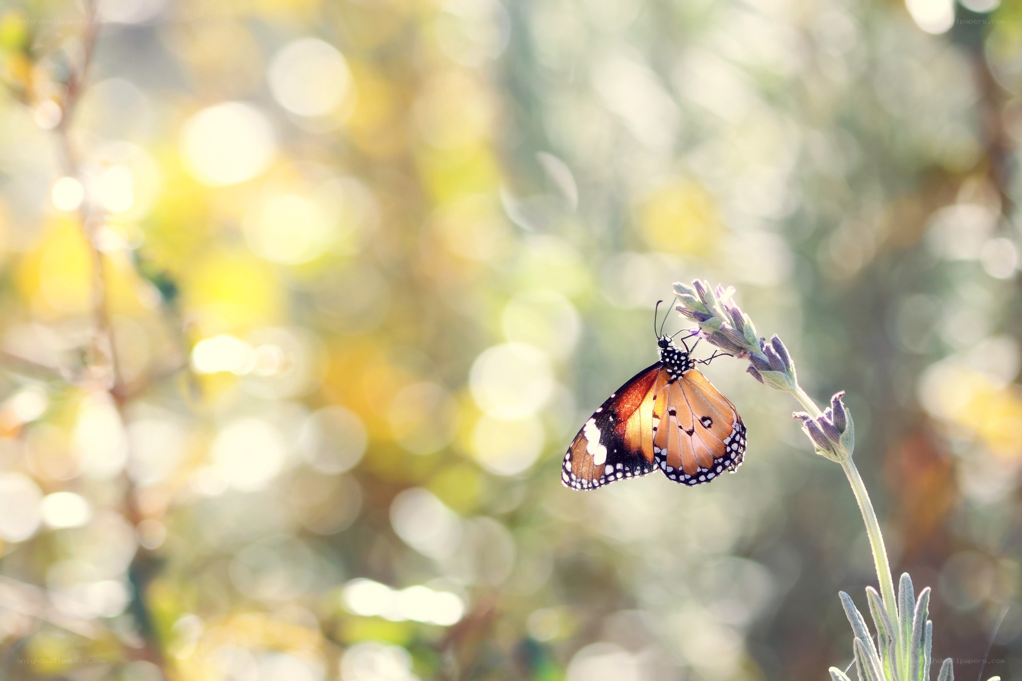 Butterfly on a flower