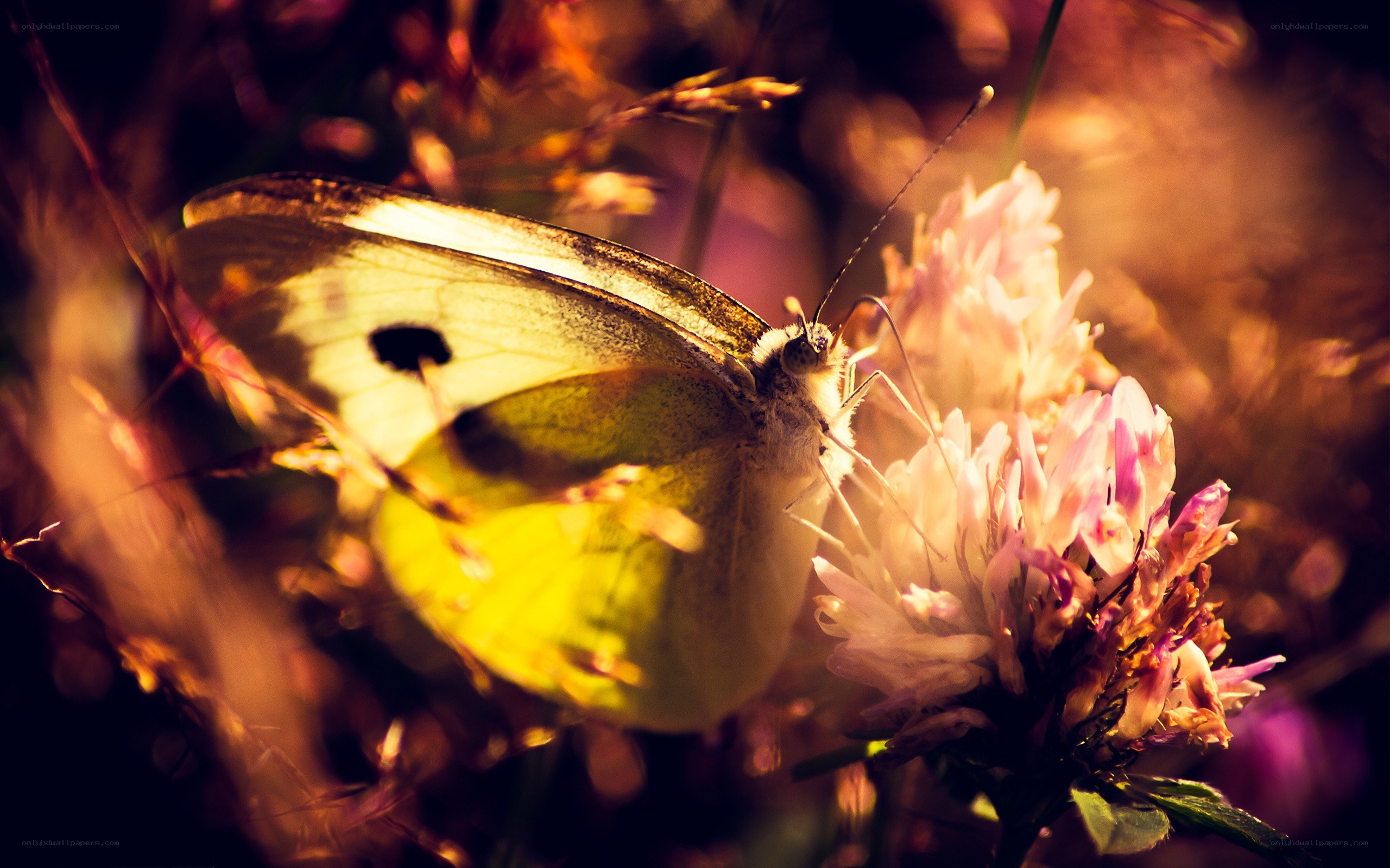 butterfly on a flower