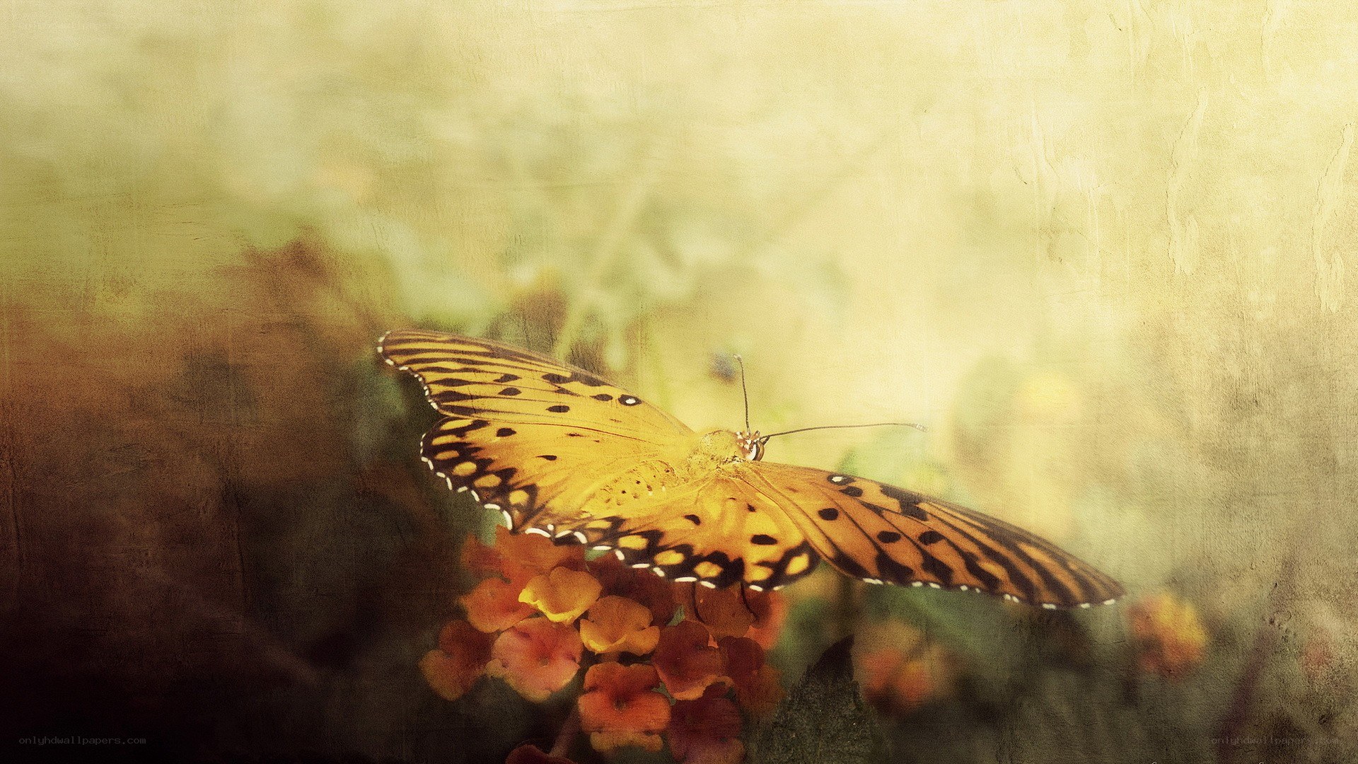 butterfly on a flower