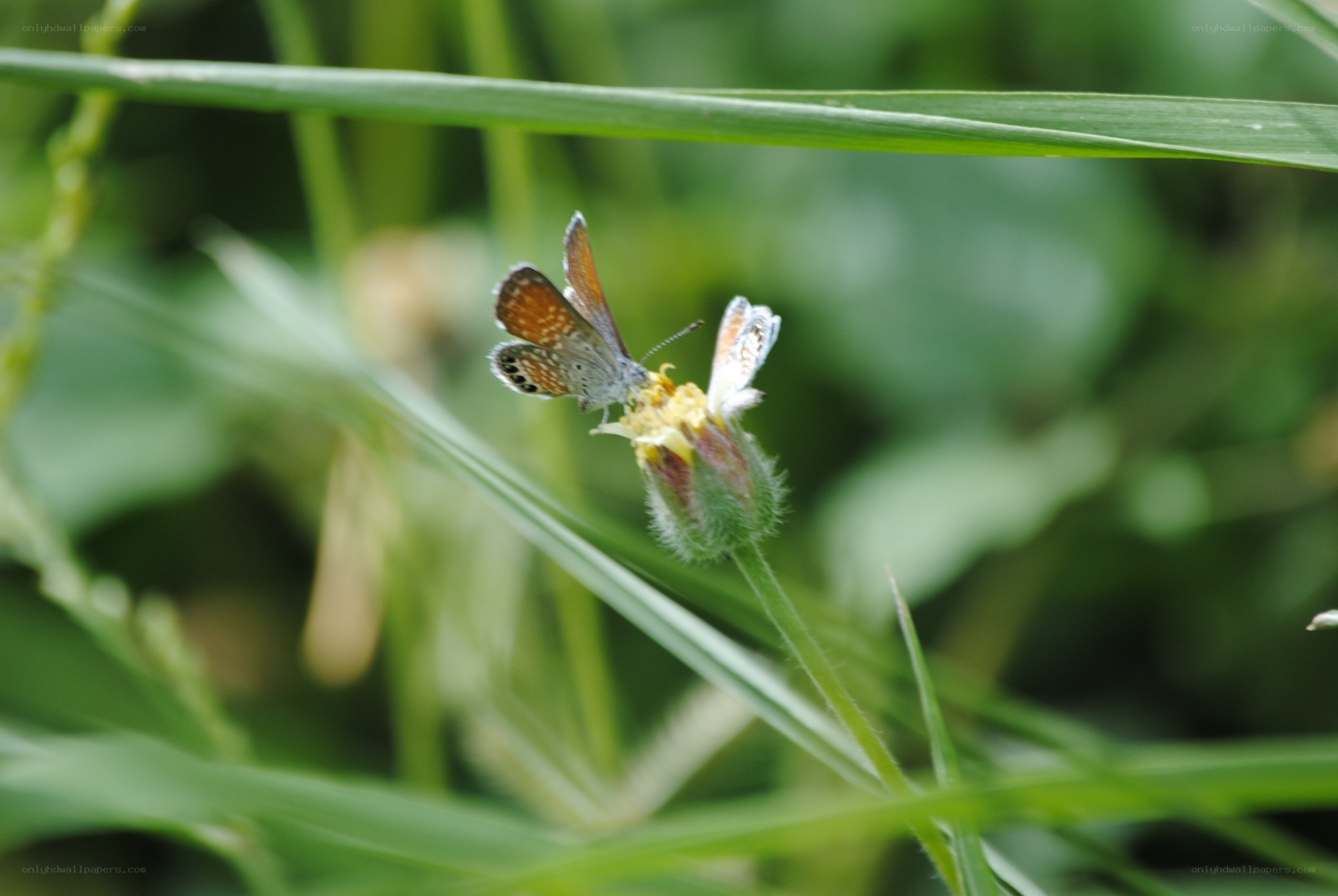 Butterfly on a flower