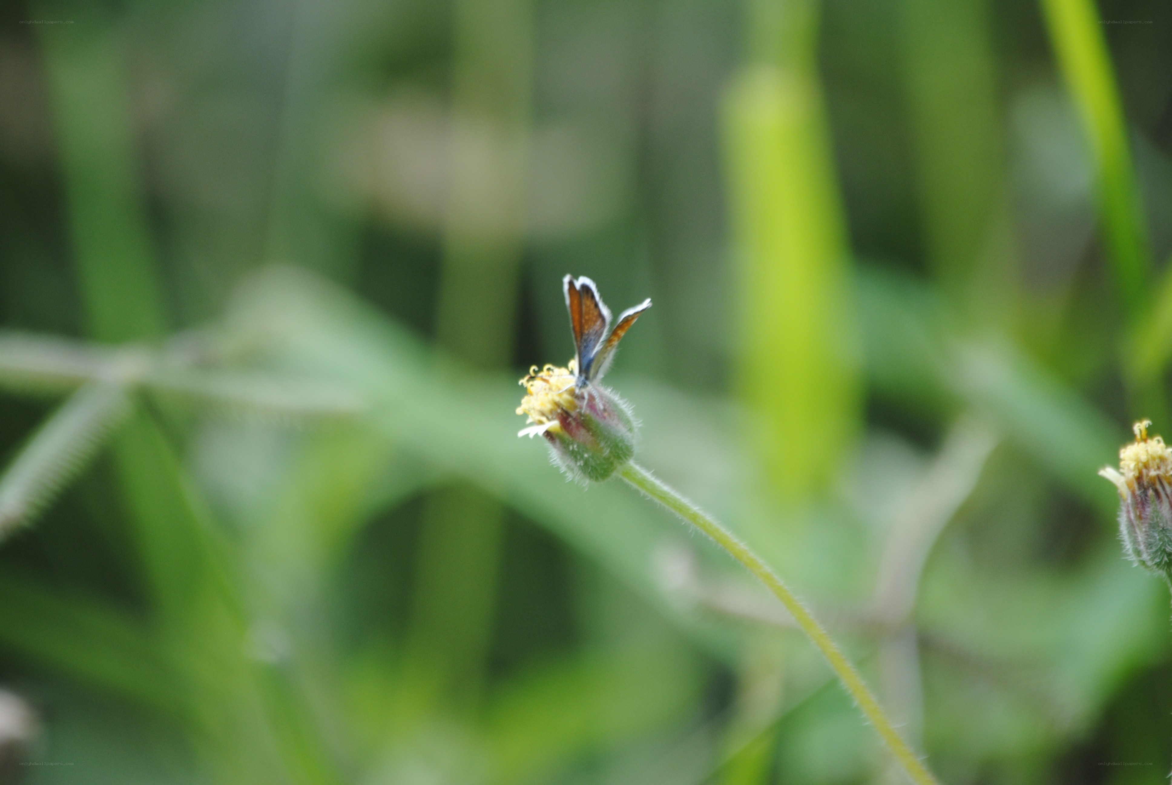 butterfly on a flower