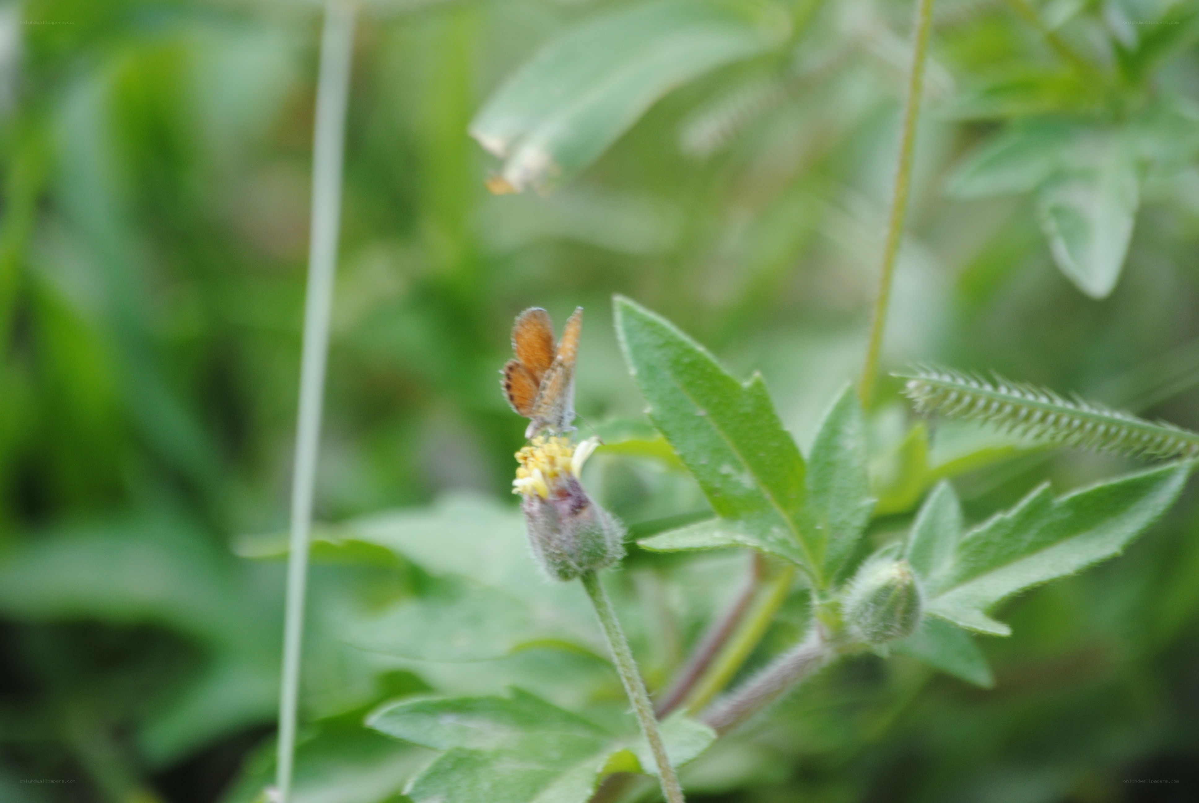 butterfly on a flower