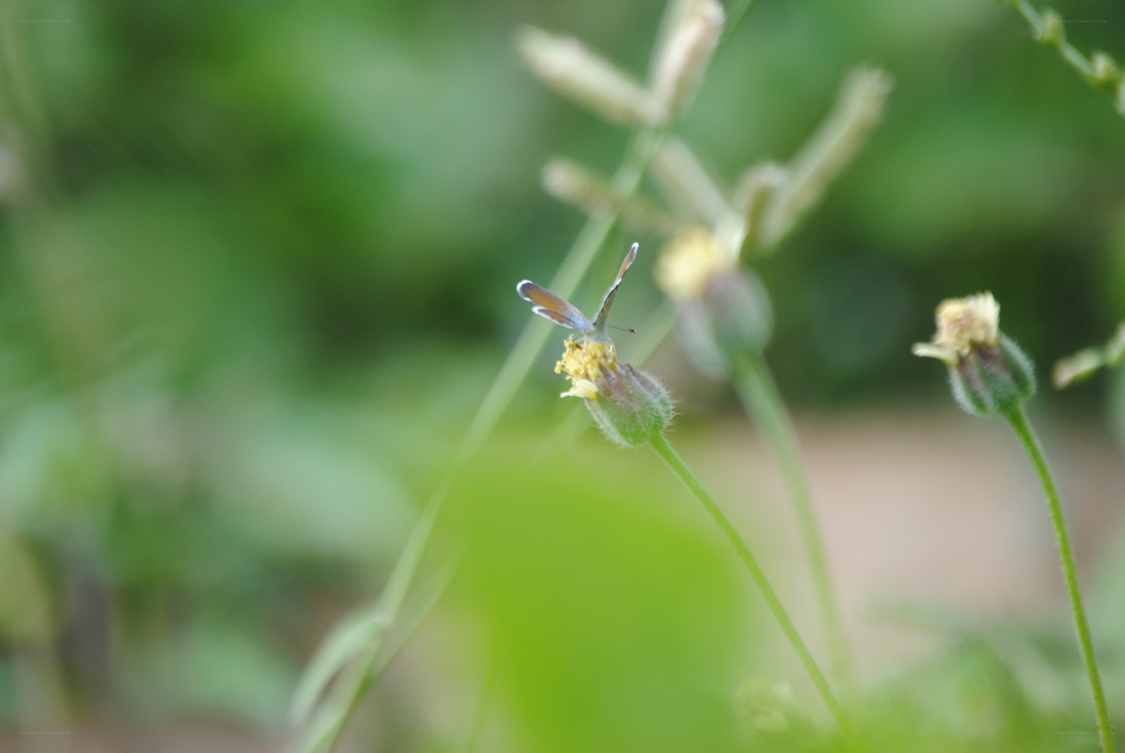 butterfly on a flower