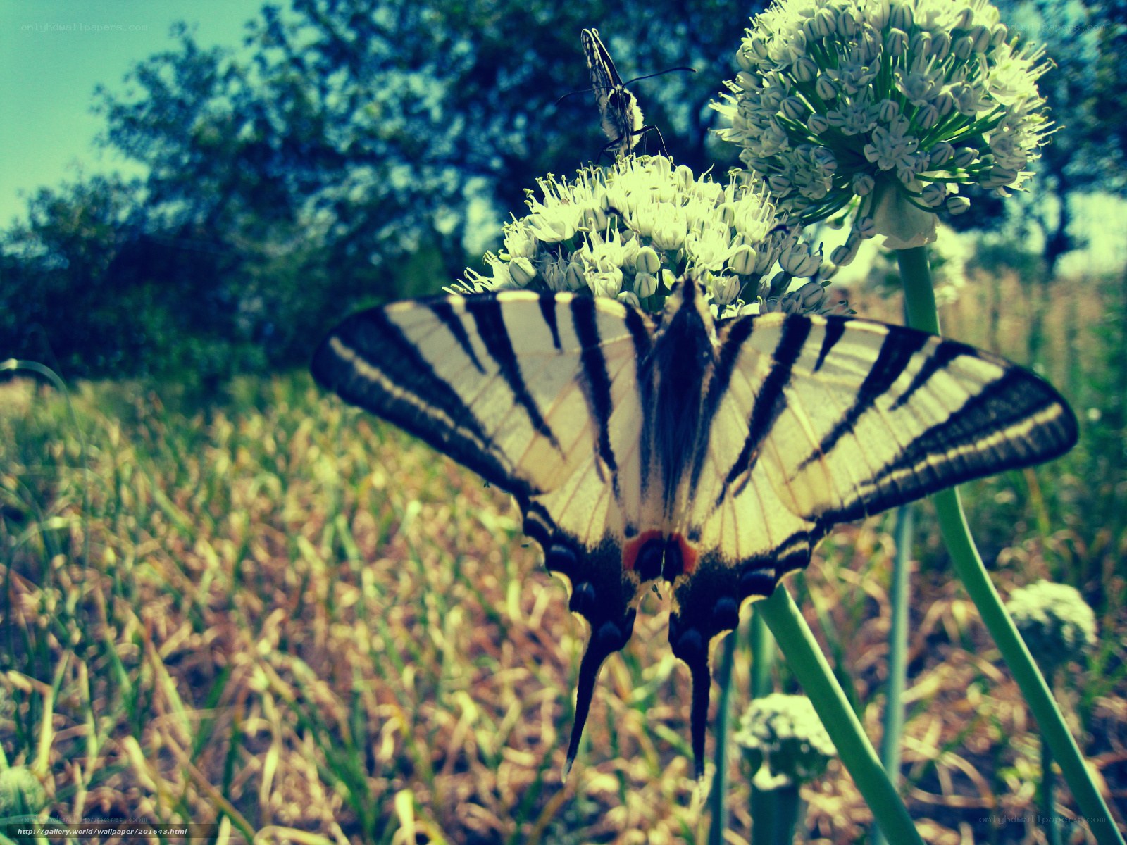 Butterfly on a flower