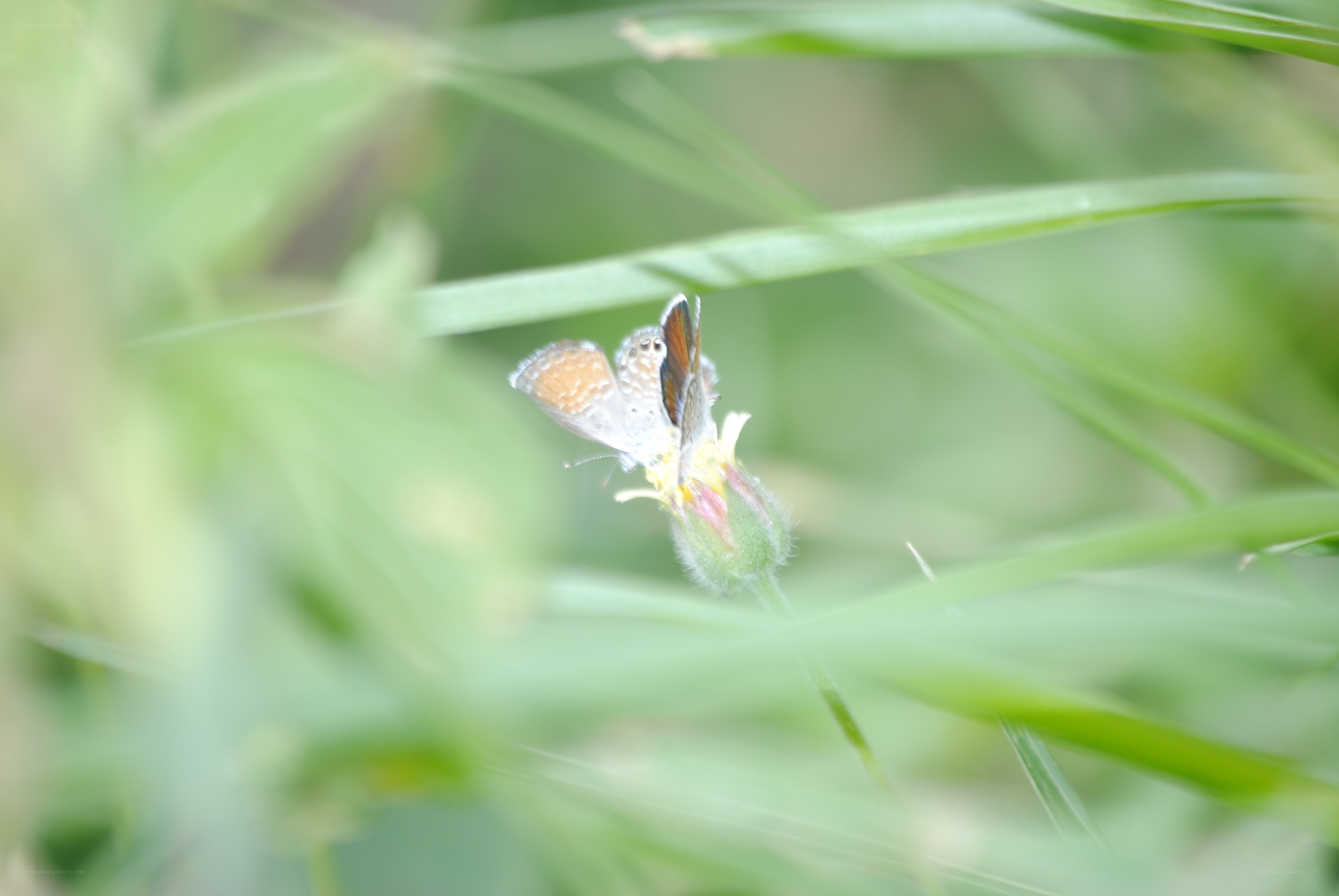 butterfly on a flower