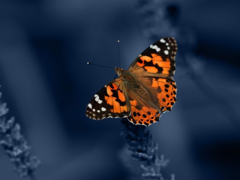 butterfly on a flower