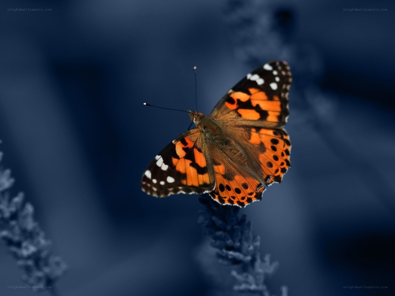 butterfly on a flower
