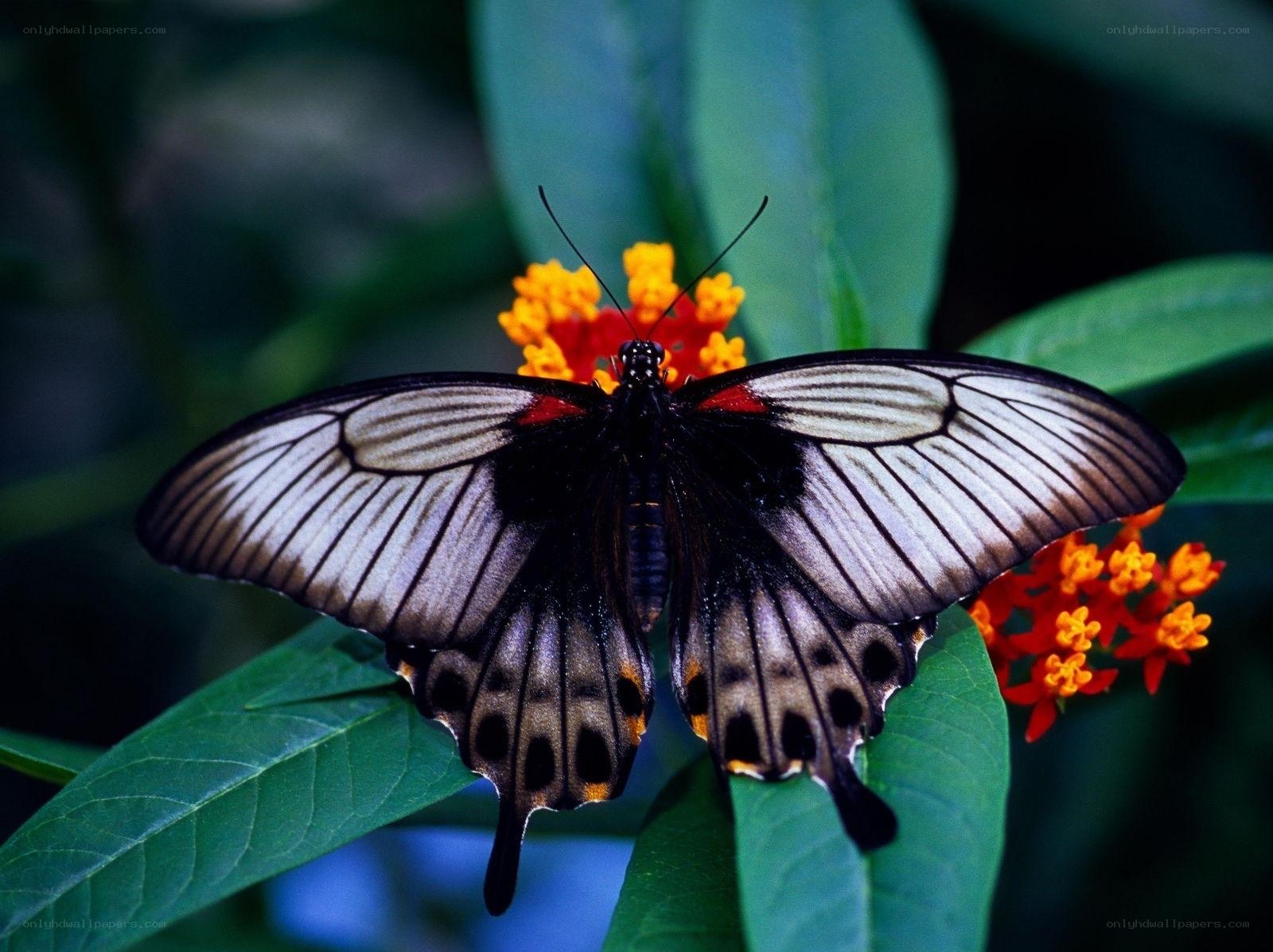 butterfly on a flower