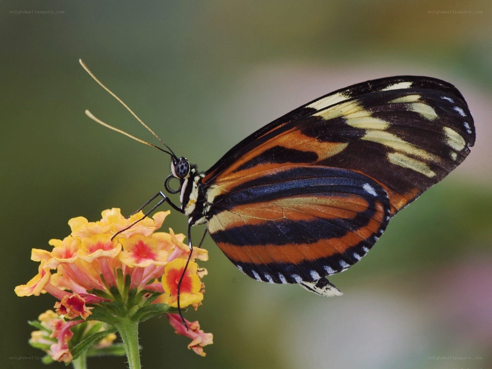 butterfly on a flower