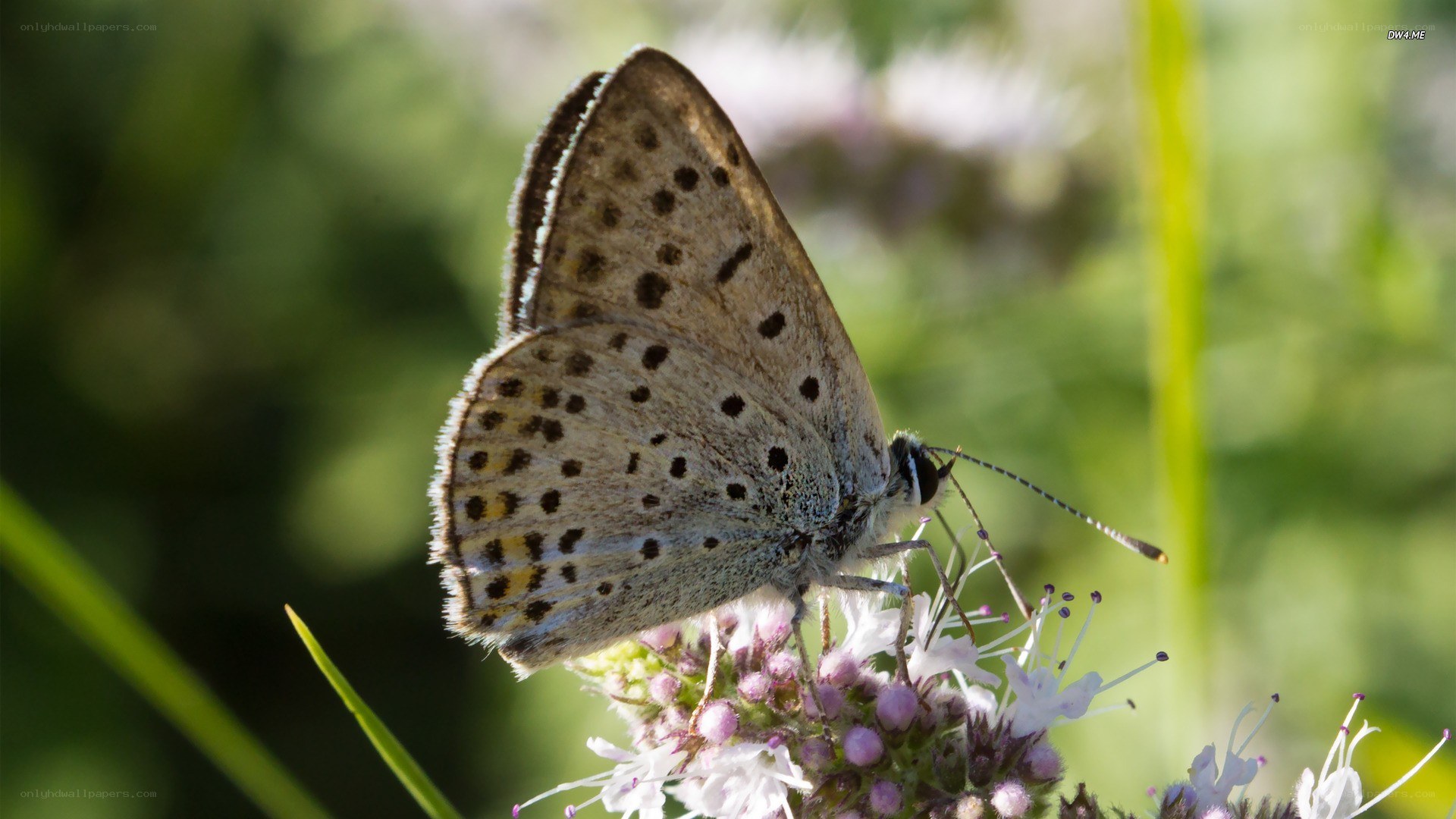 butterfly on a flower