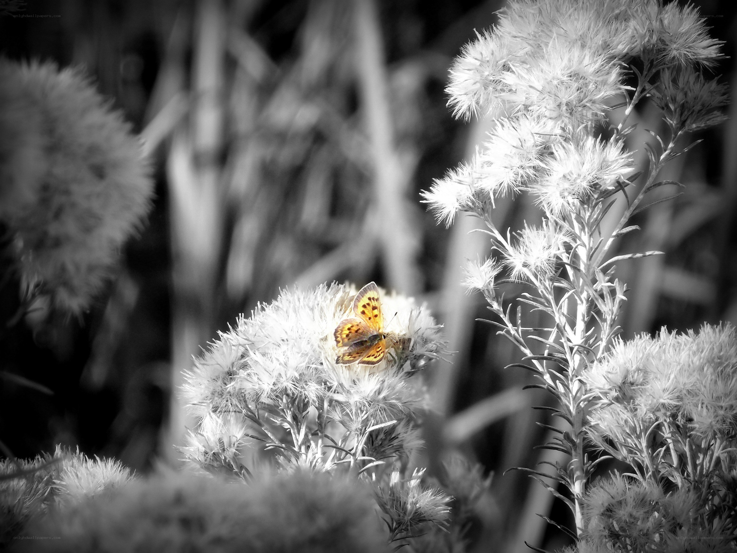 butterfly on a flower