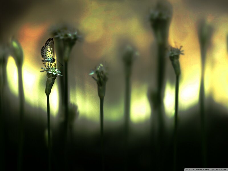 Butterfly on a flower at dusk