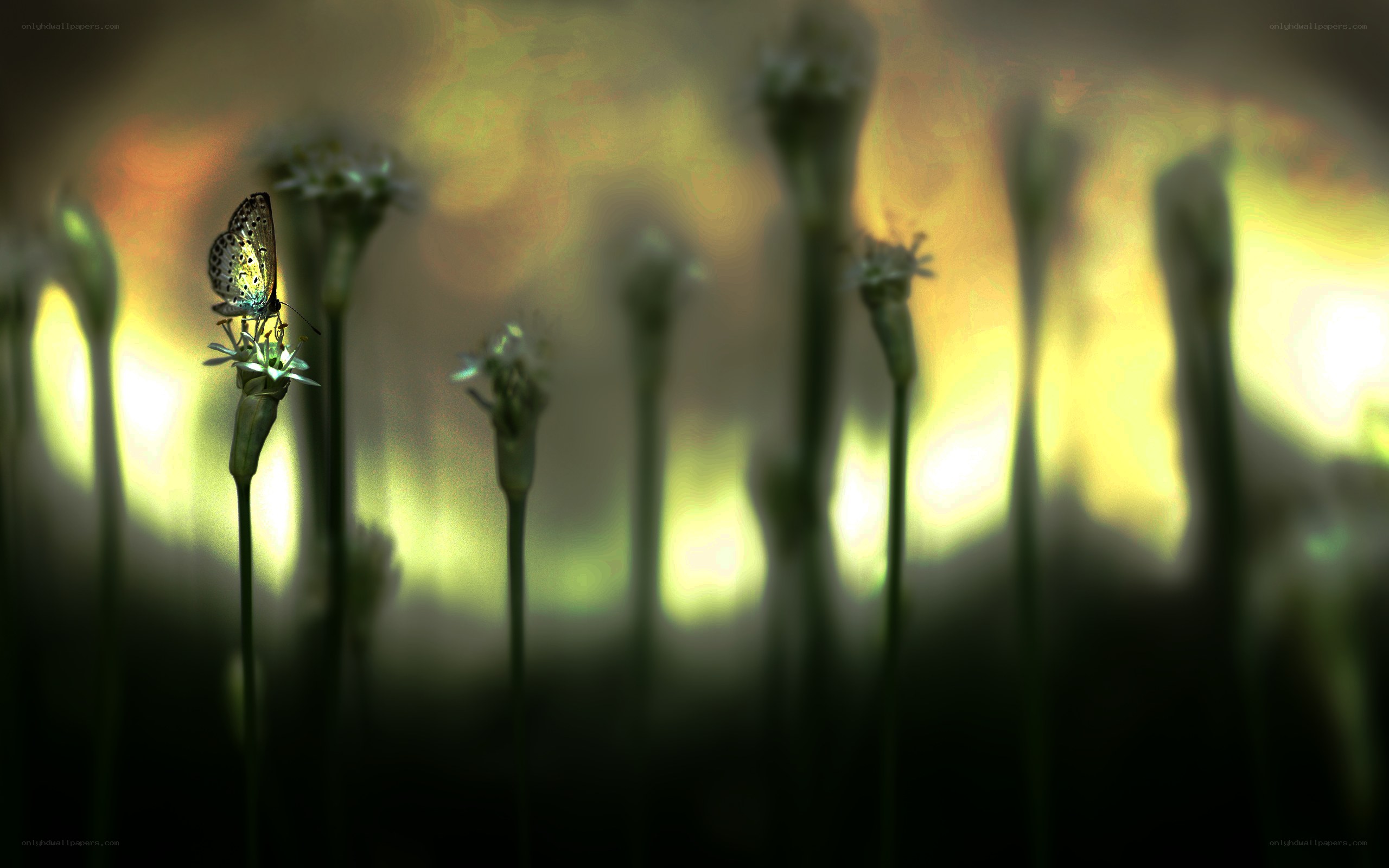 Butterfly on a flower at dusk