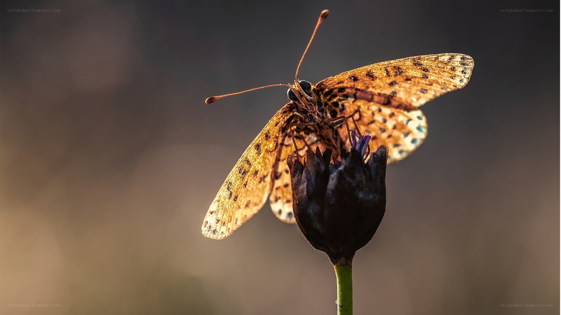 Butterfly on a flower bud