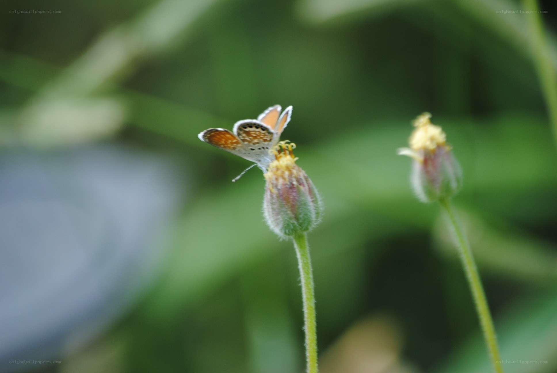 Butterfly on a flower bud