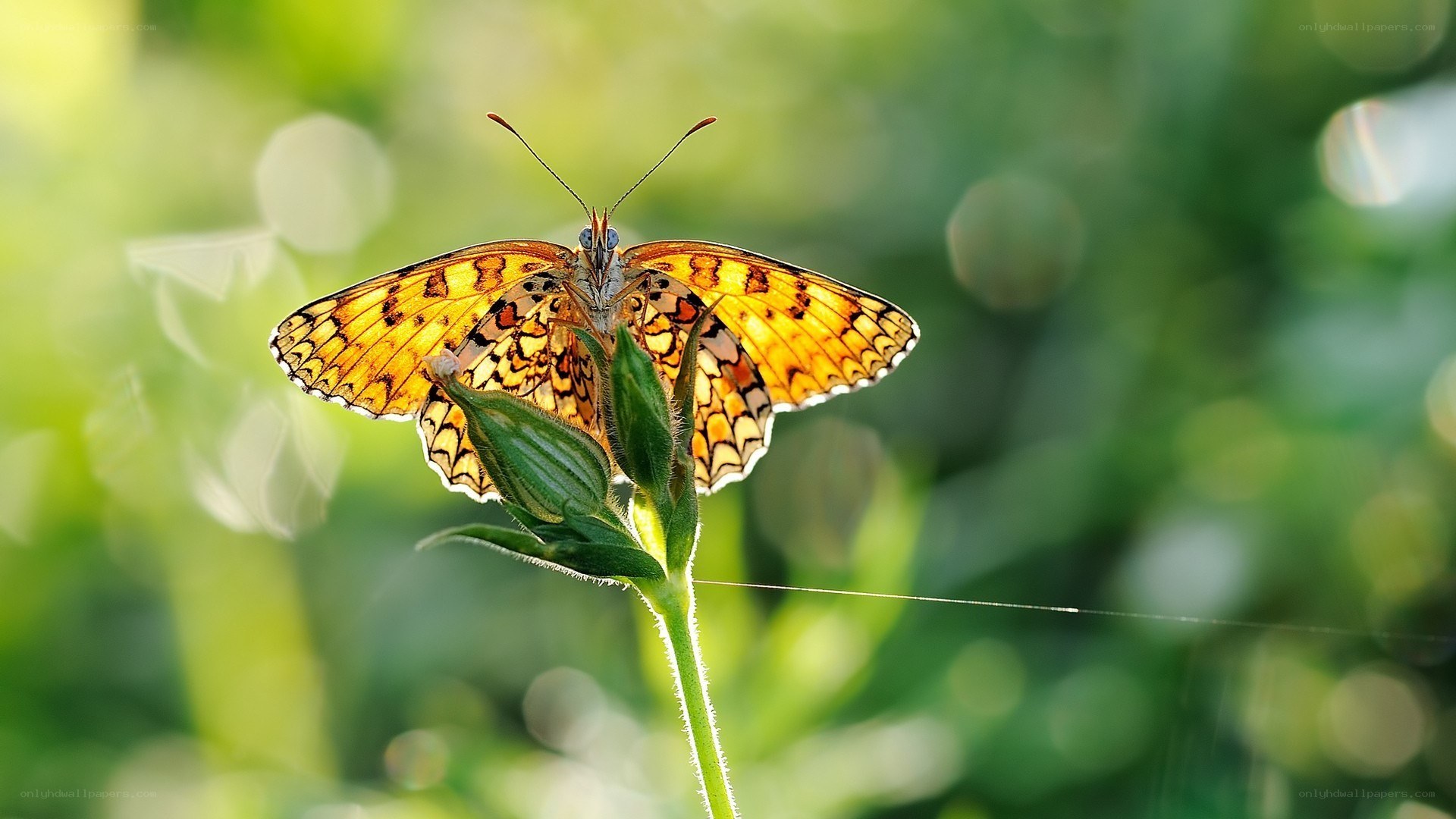 butterfly on a flower bud